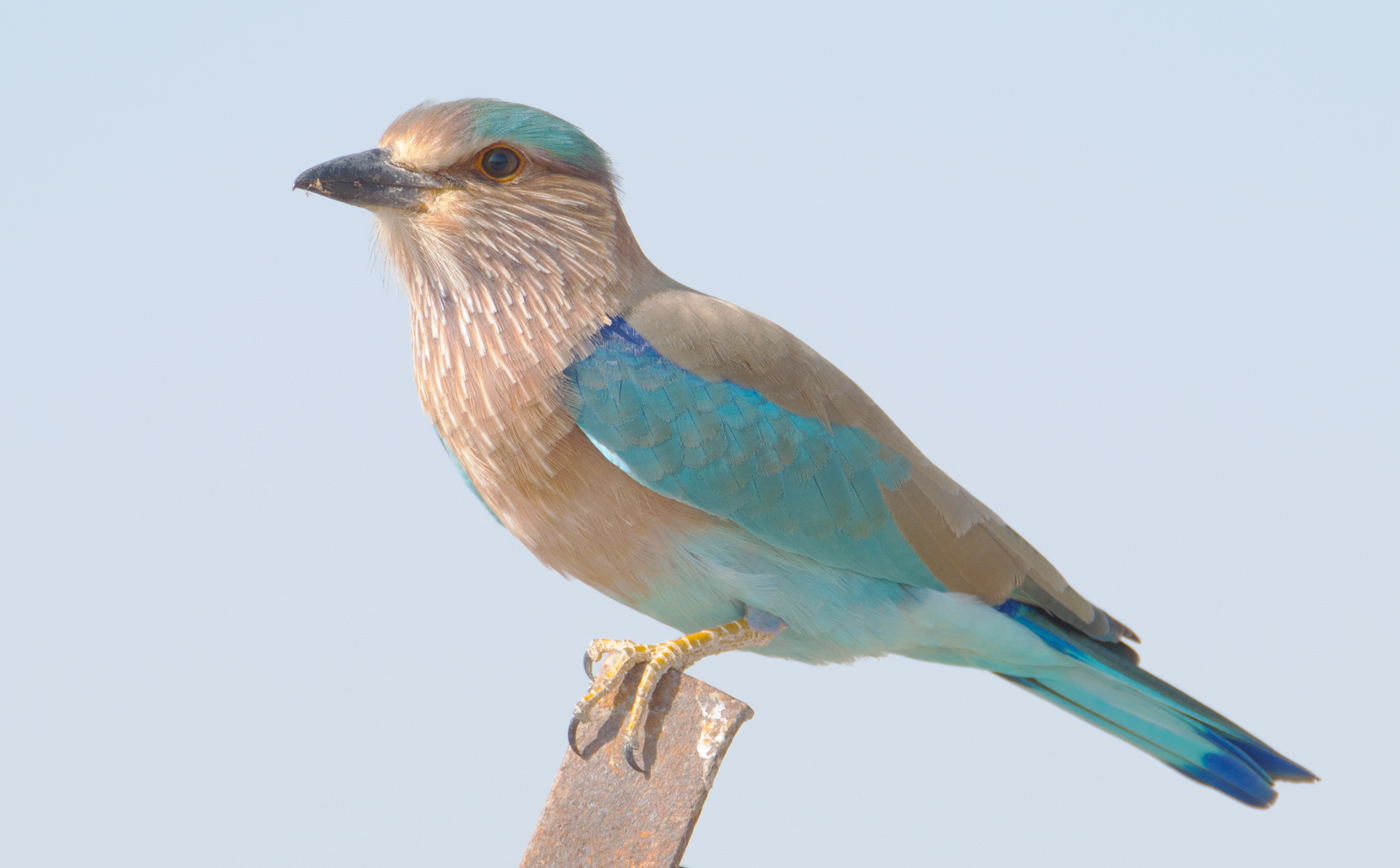 Indian Roller wallpaper