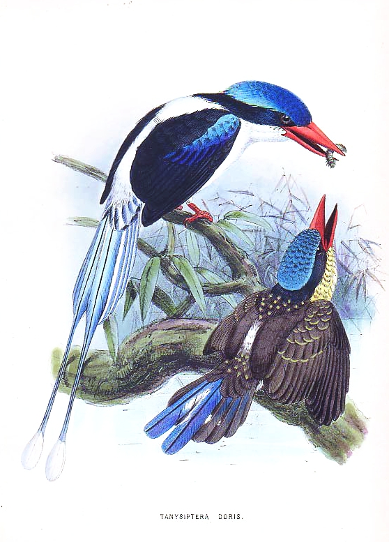 Common Paradise-kingfisher wallpaper