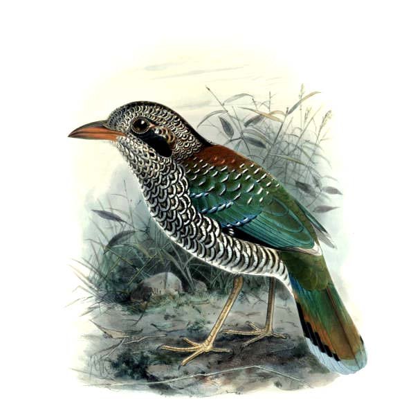 Scaly Ground Roller wallpaper