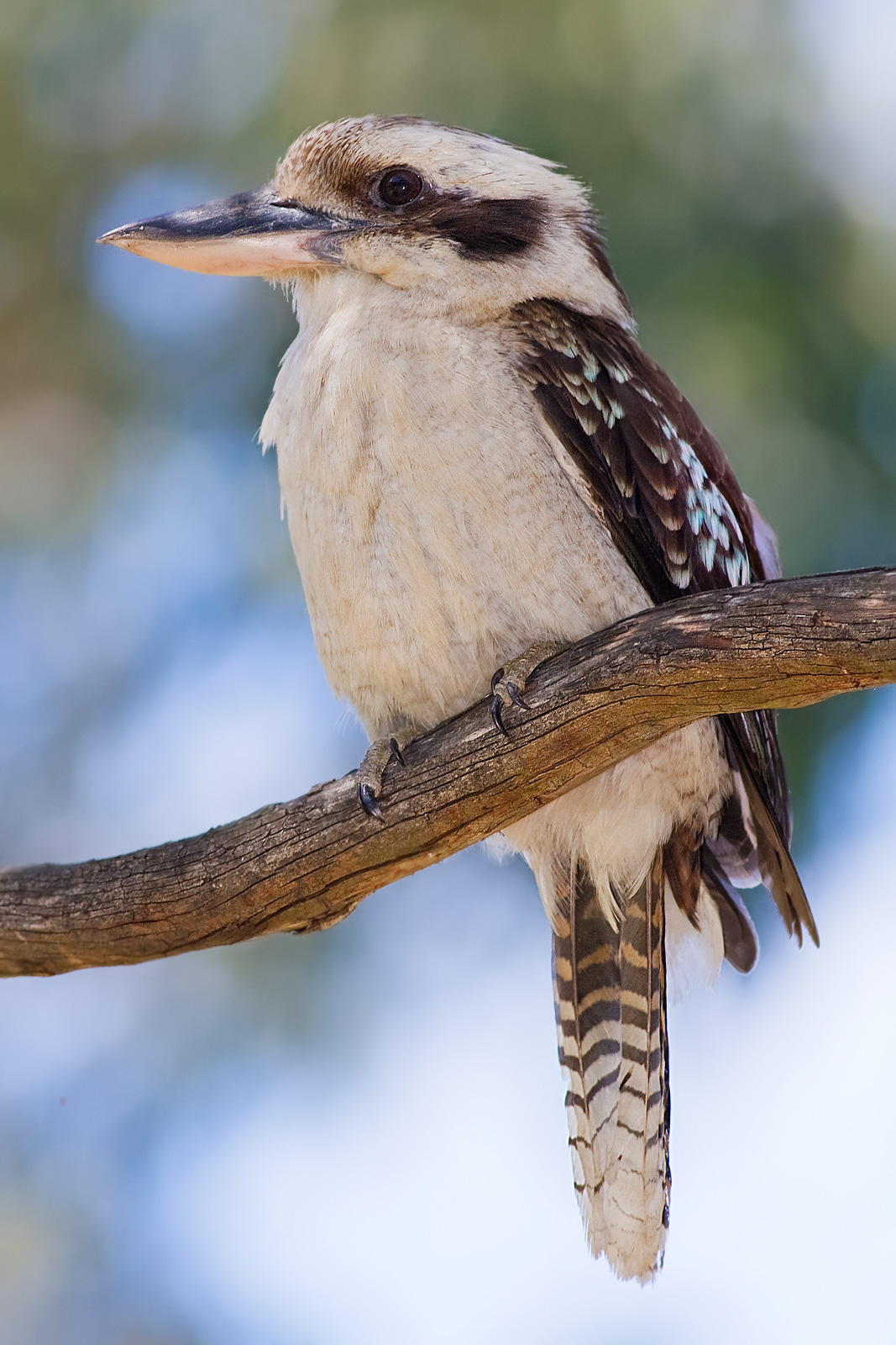 Laughing Kookaburra wallpaper