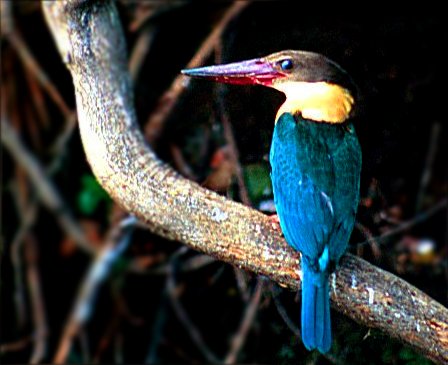 Stork-billed Kingfisher wallpaper