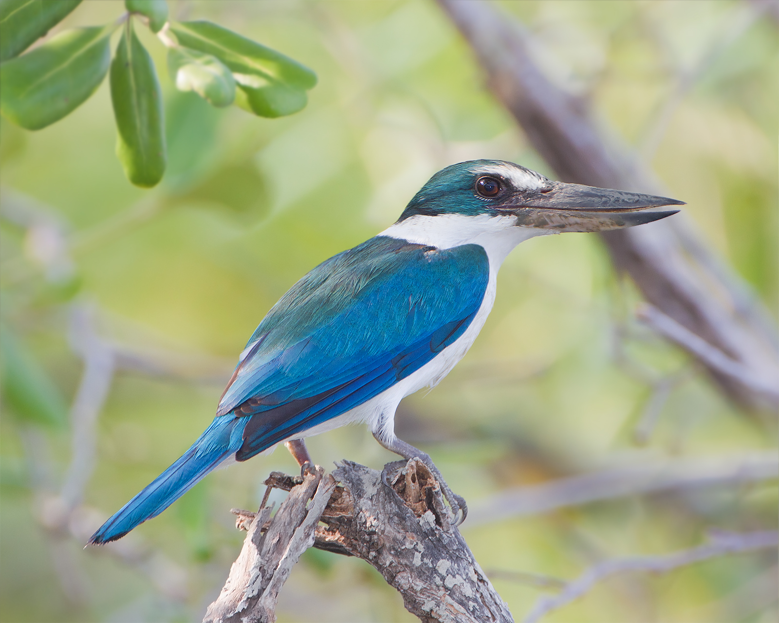 Collared Kingfisher wallpaper