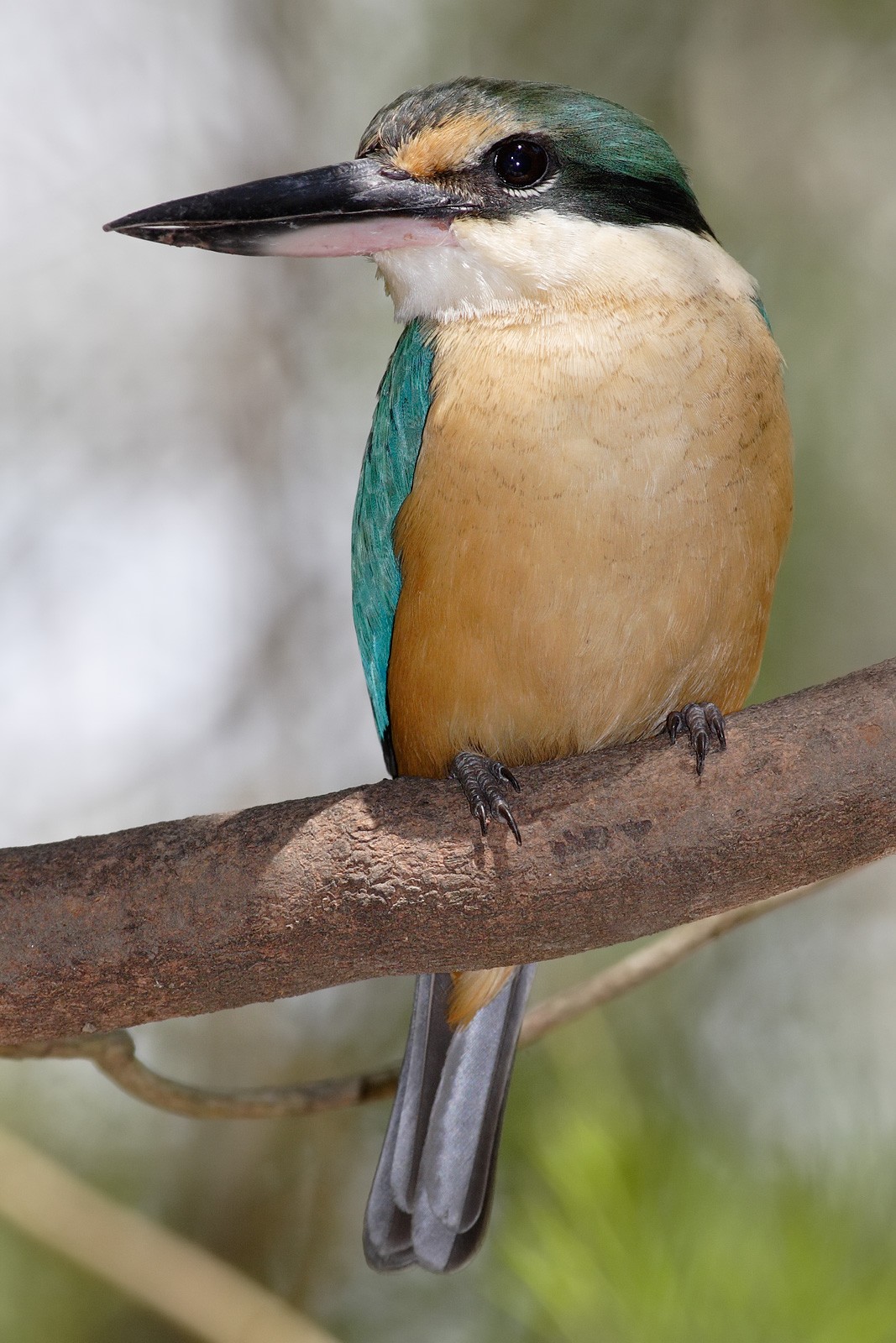 Sacred Kingfisher wallpaper