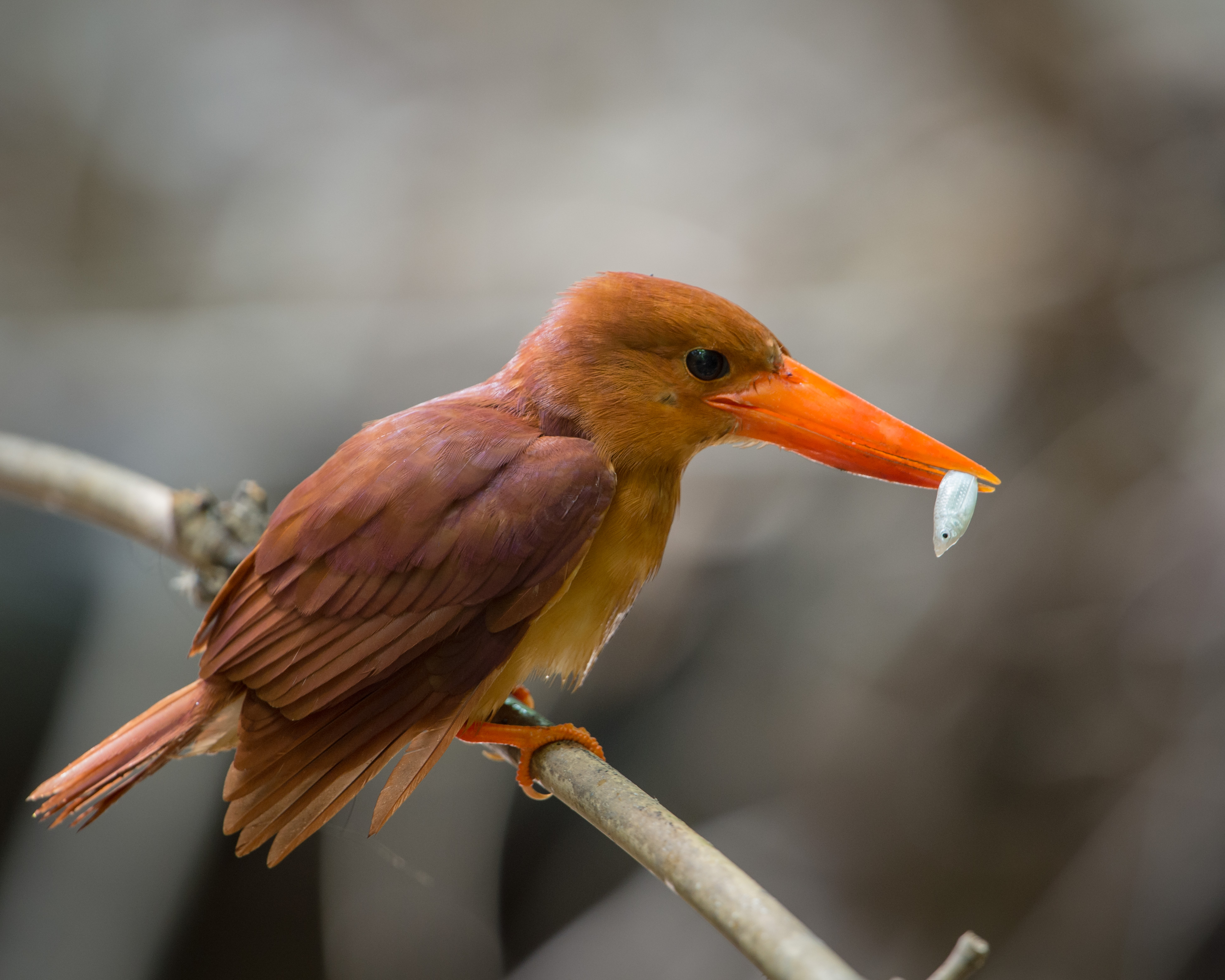 Ruddy Kingfisher wallpaper