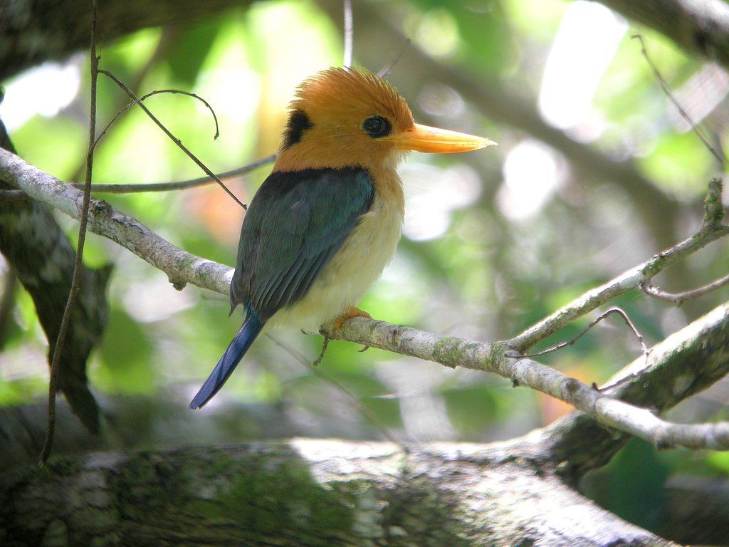 Yellow-billed Kingfisher wallpaper