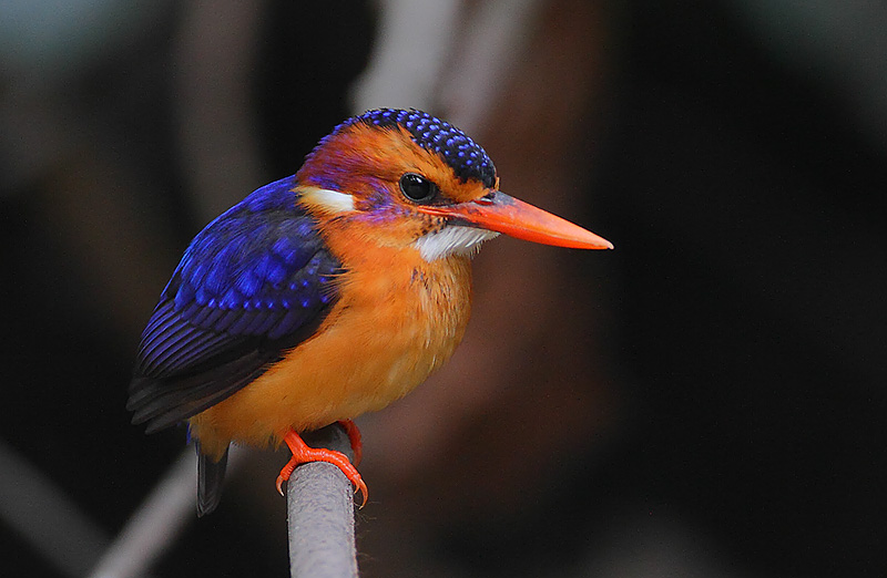 African Pygmy Kingfisher wallpaper