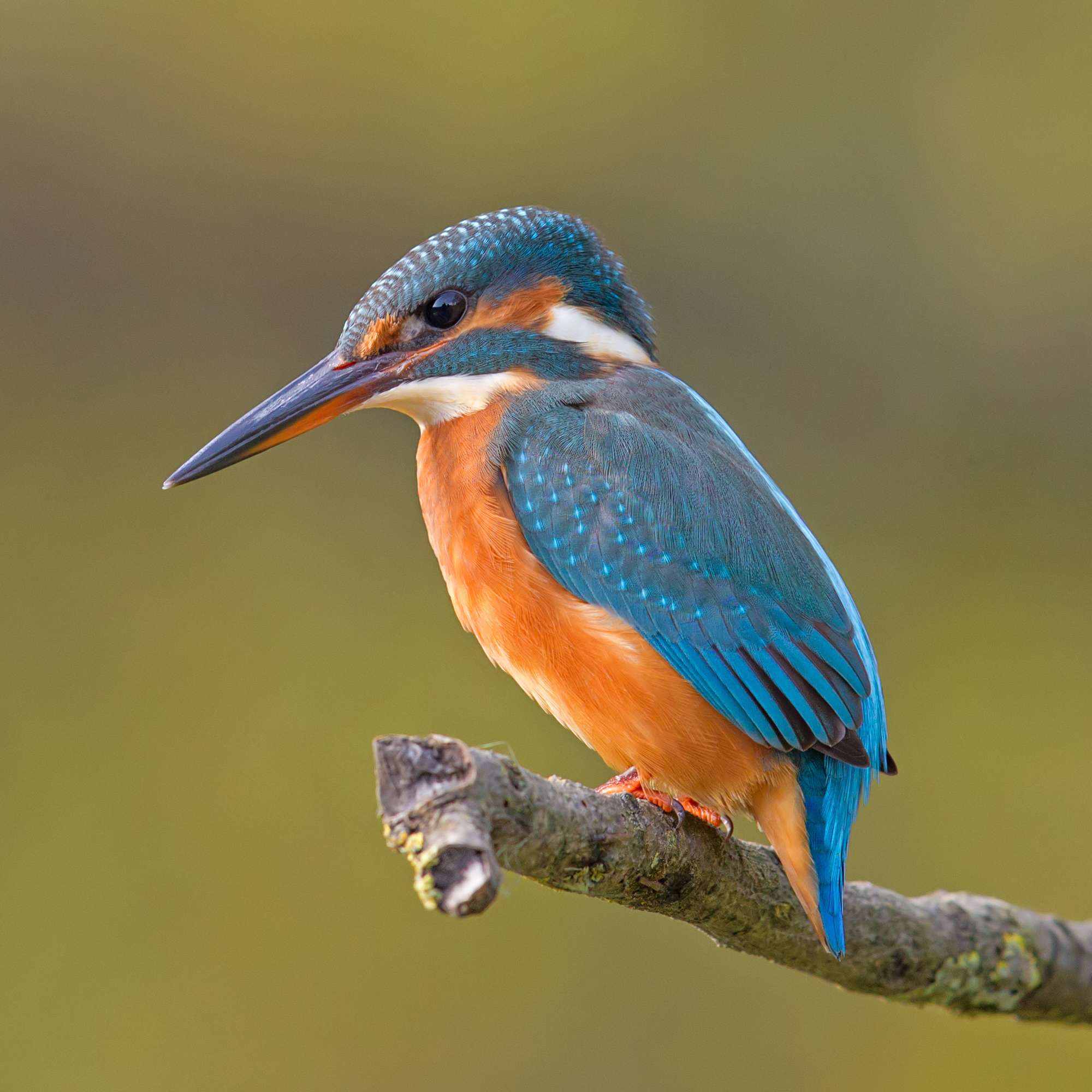 Common Kingfisher wallpaper