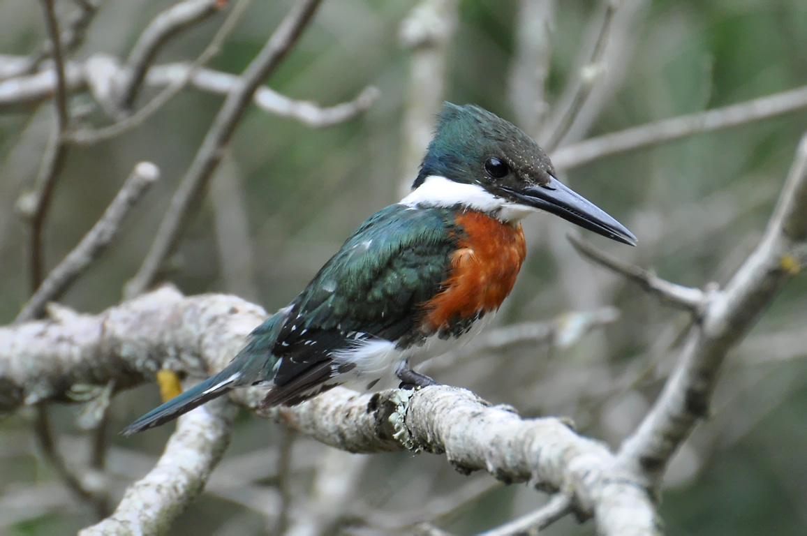 Green Kingfisher wallpaper