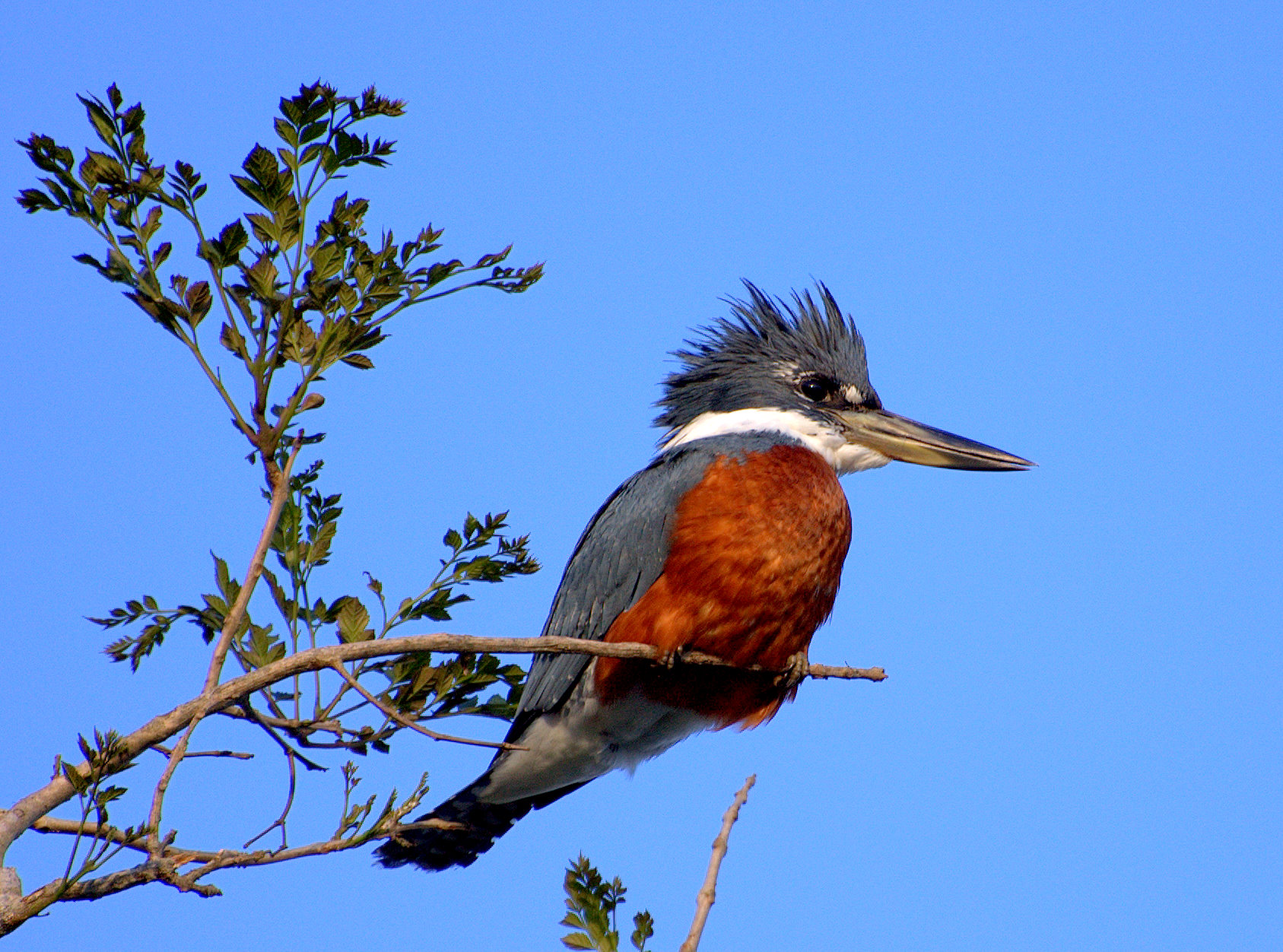 Ringed Kingfisher wallpaper