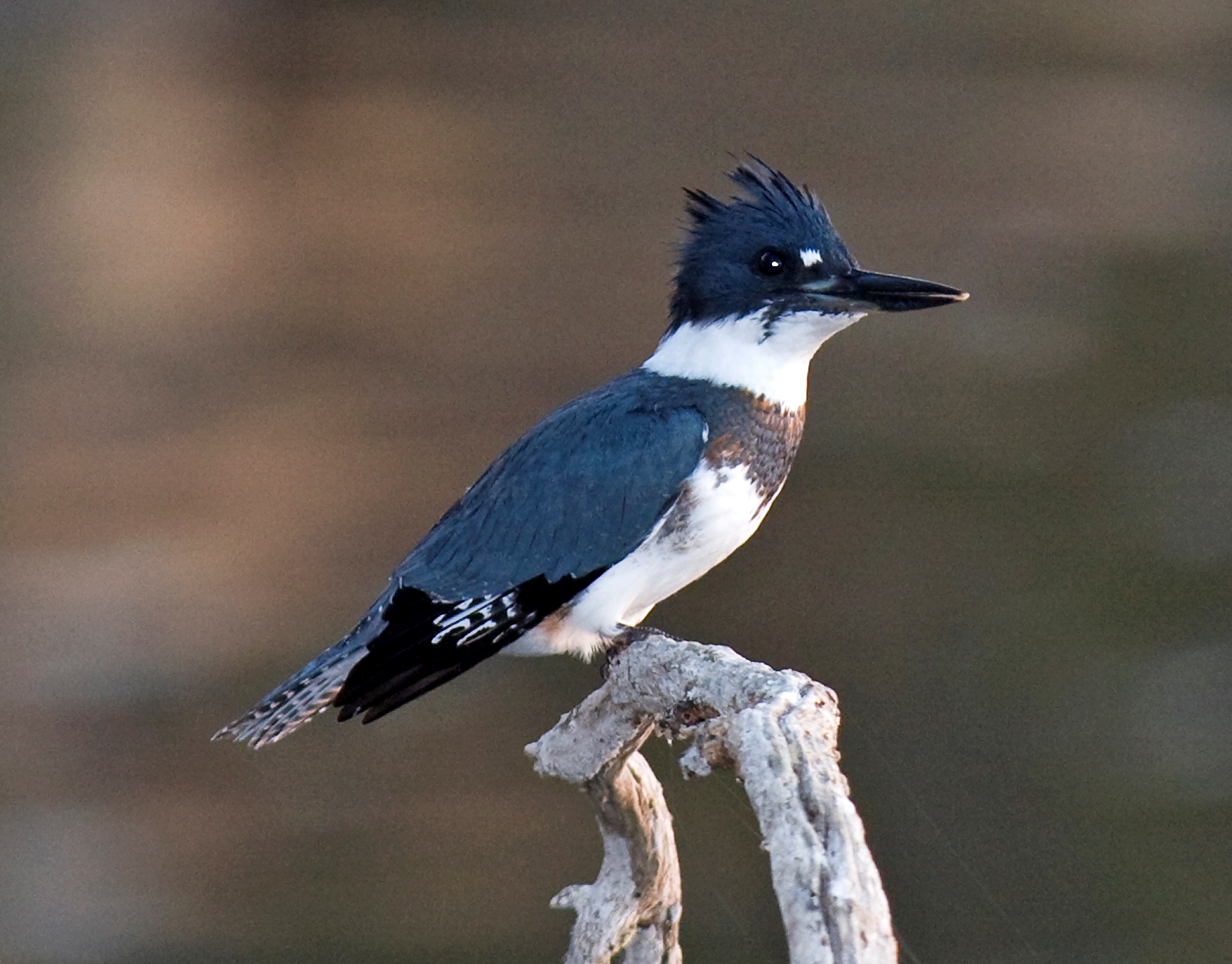 Belted Kingfisher wallpaper
