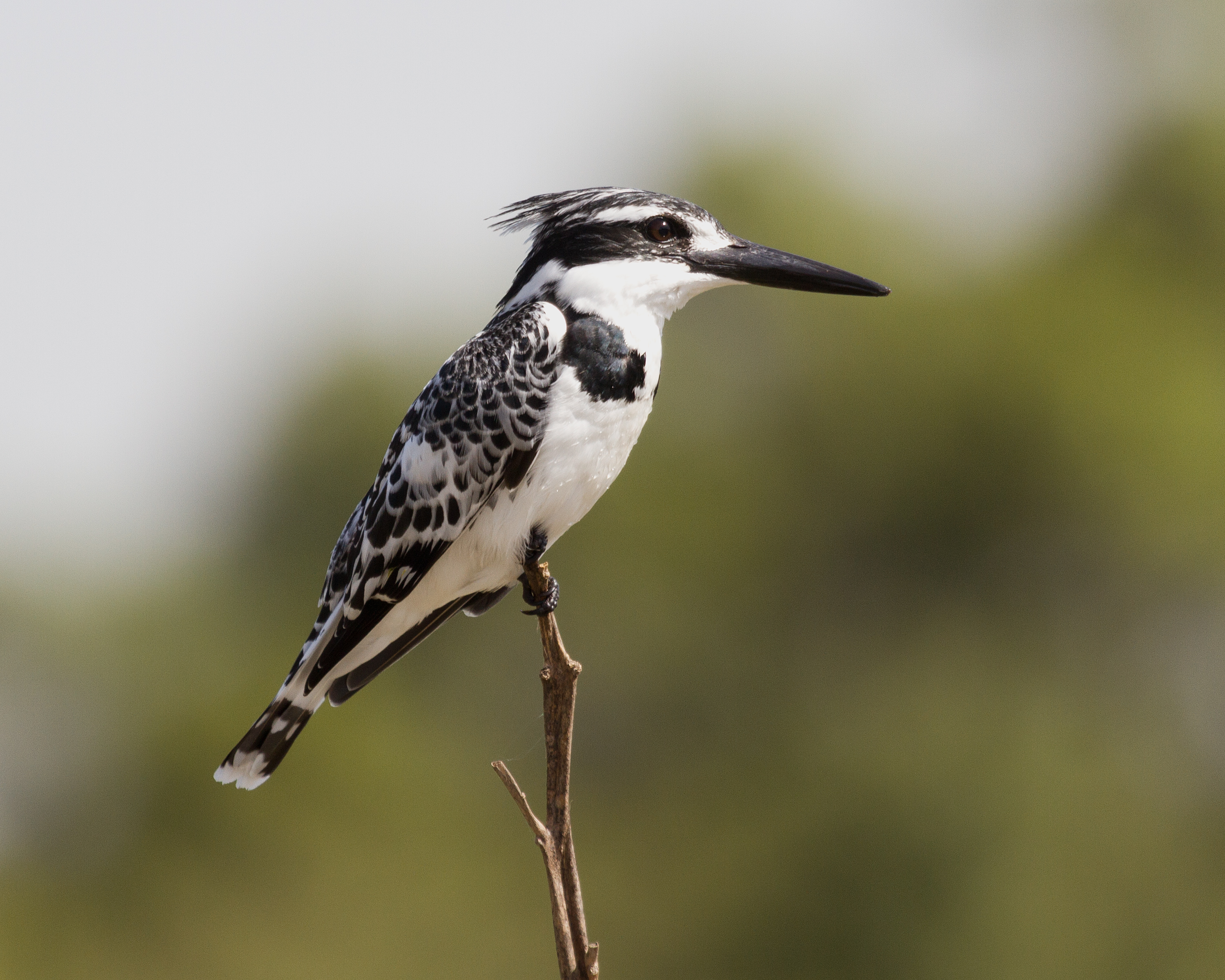 Pied Kingfisher wallpaper