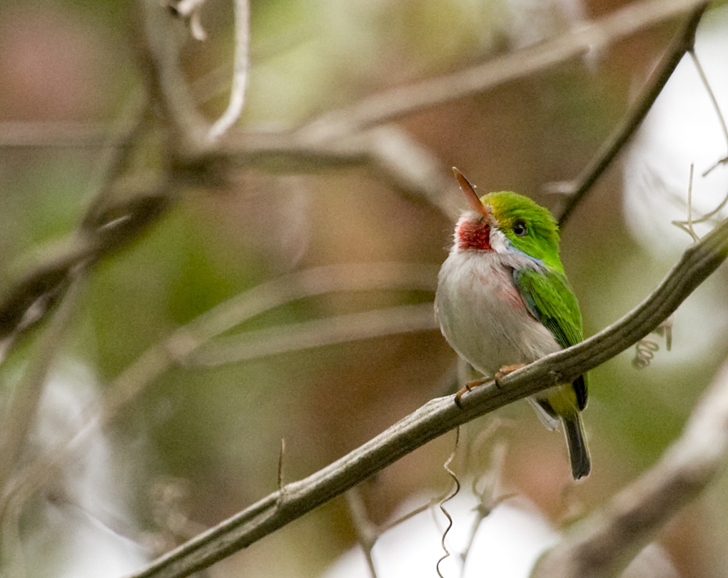 Cuban Tody wallpaper