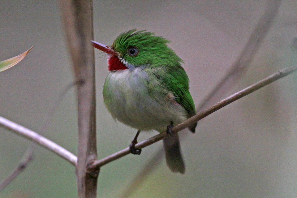 Jamaican Tody wallpaper