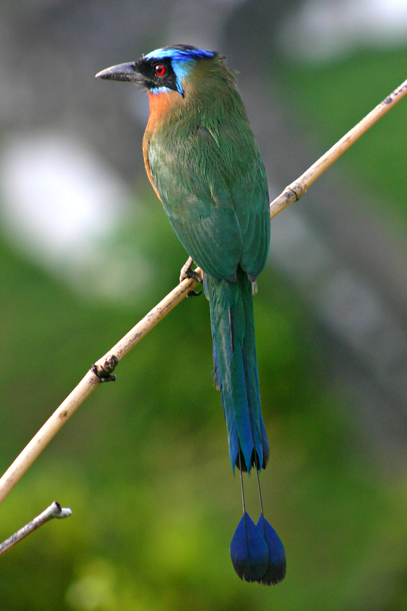 Blue-crowned Motmot wallpaper