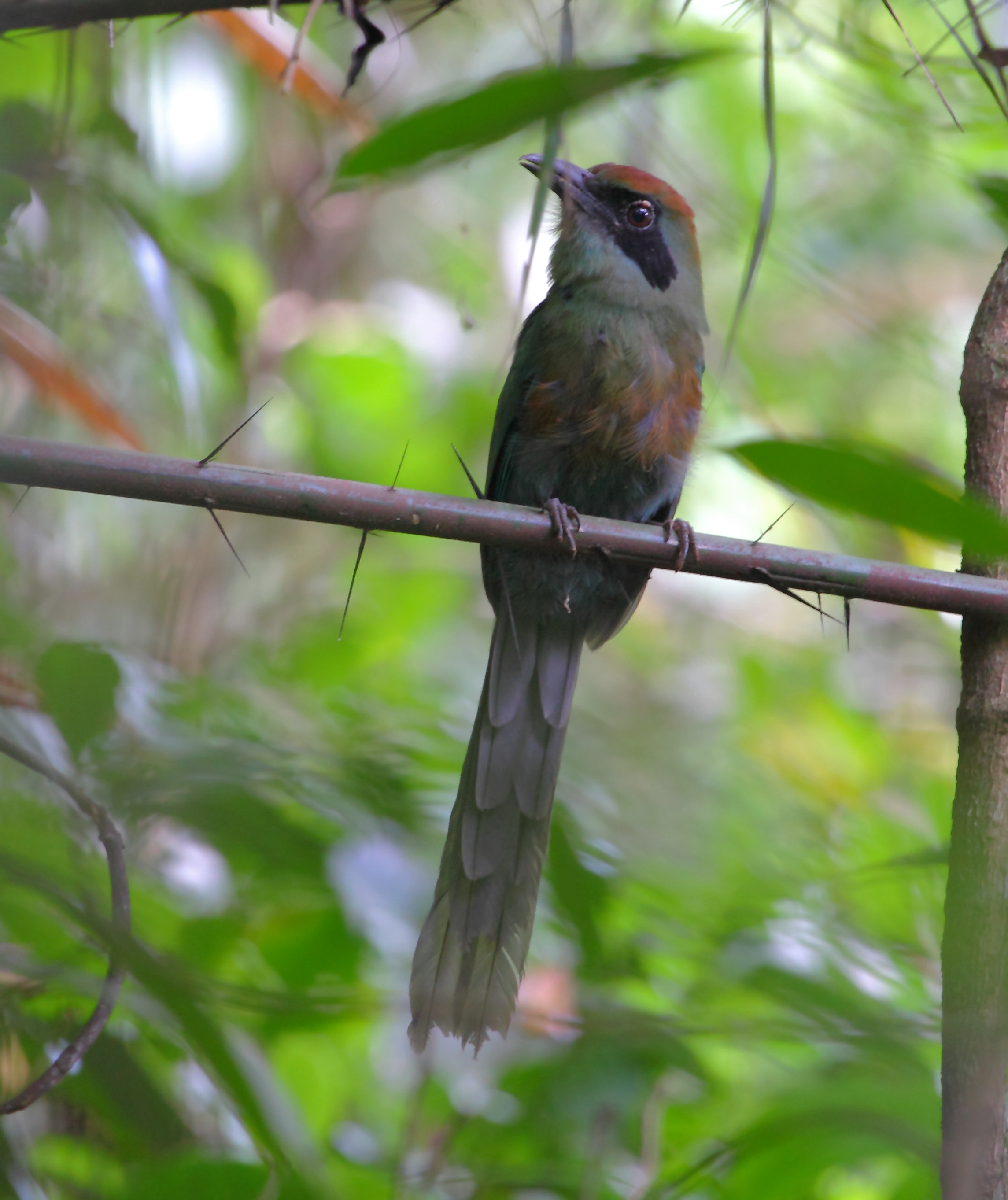 Rufous-capped Motmot wallpaper