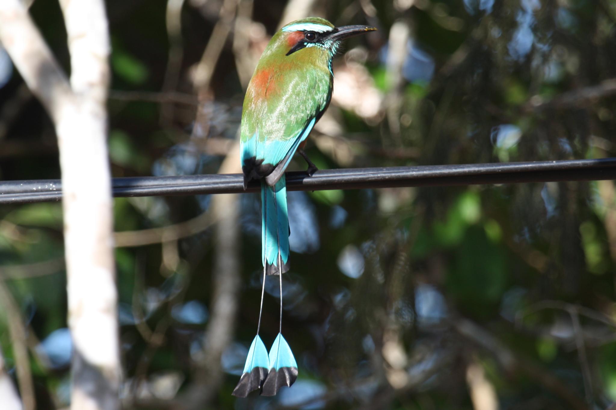 Turquoise-browed Motmot wallpaper