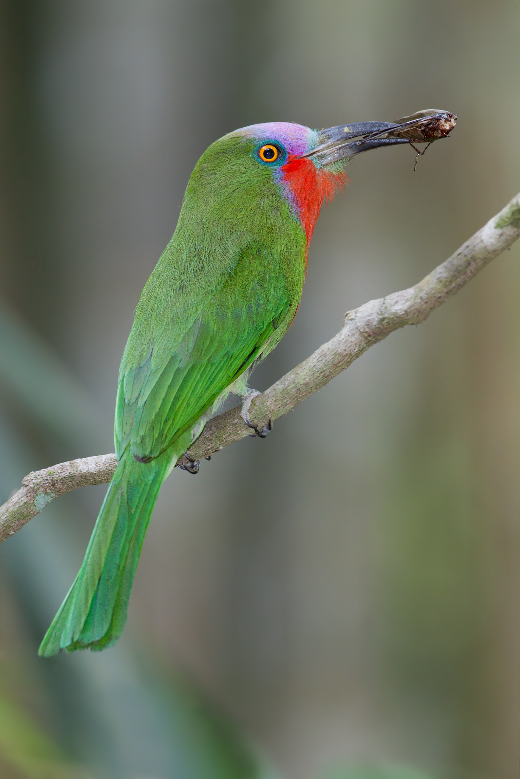 Red-bearded Bee-eater wallpaper