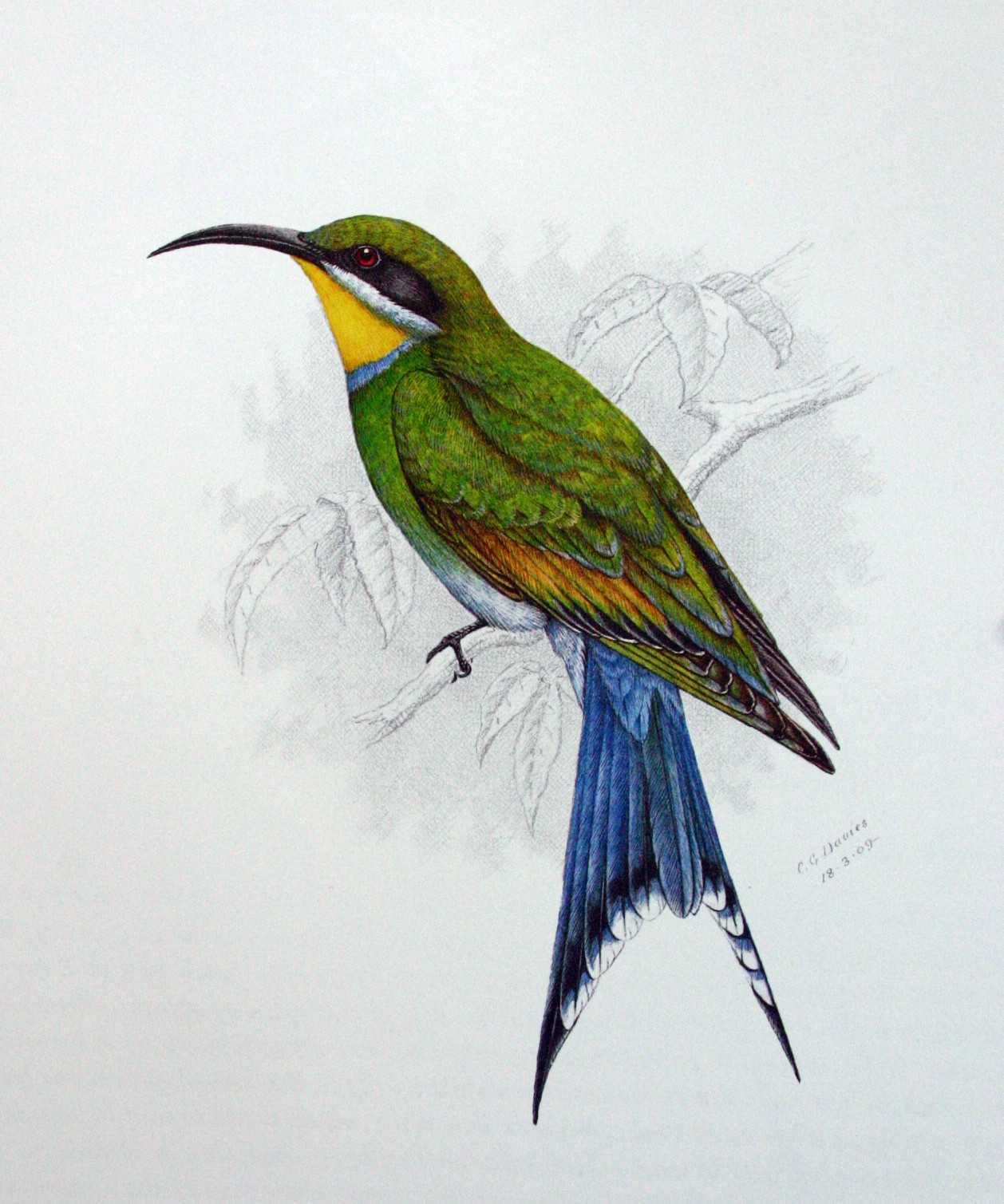 Swallow-tailed Bee-eater wallpaper