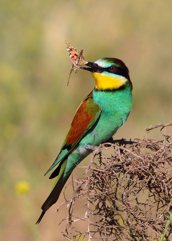 European Bee-eater wallpaper