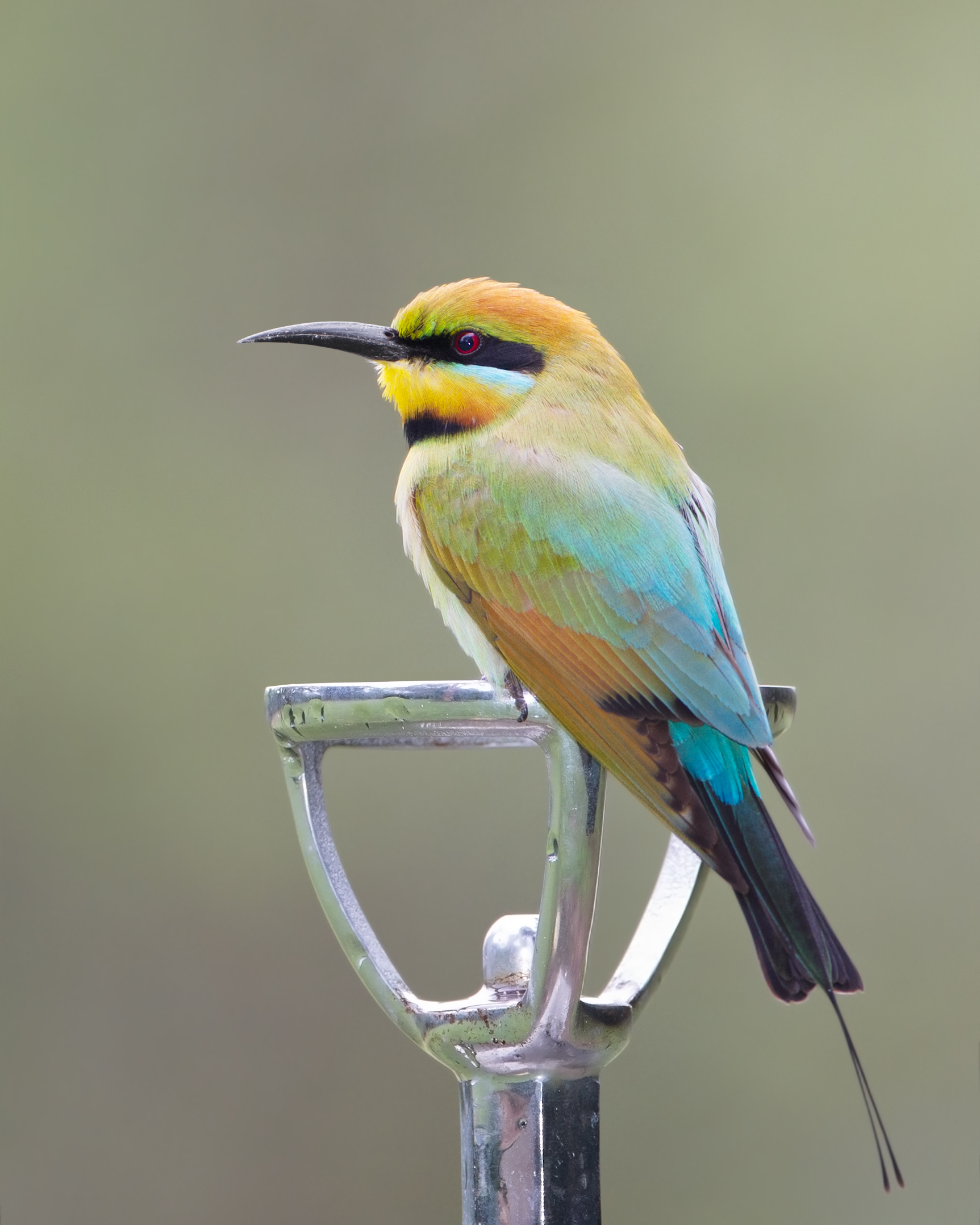 Rainbow Bee-eater wallpaper