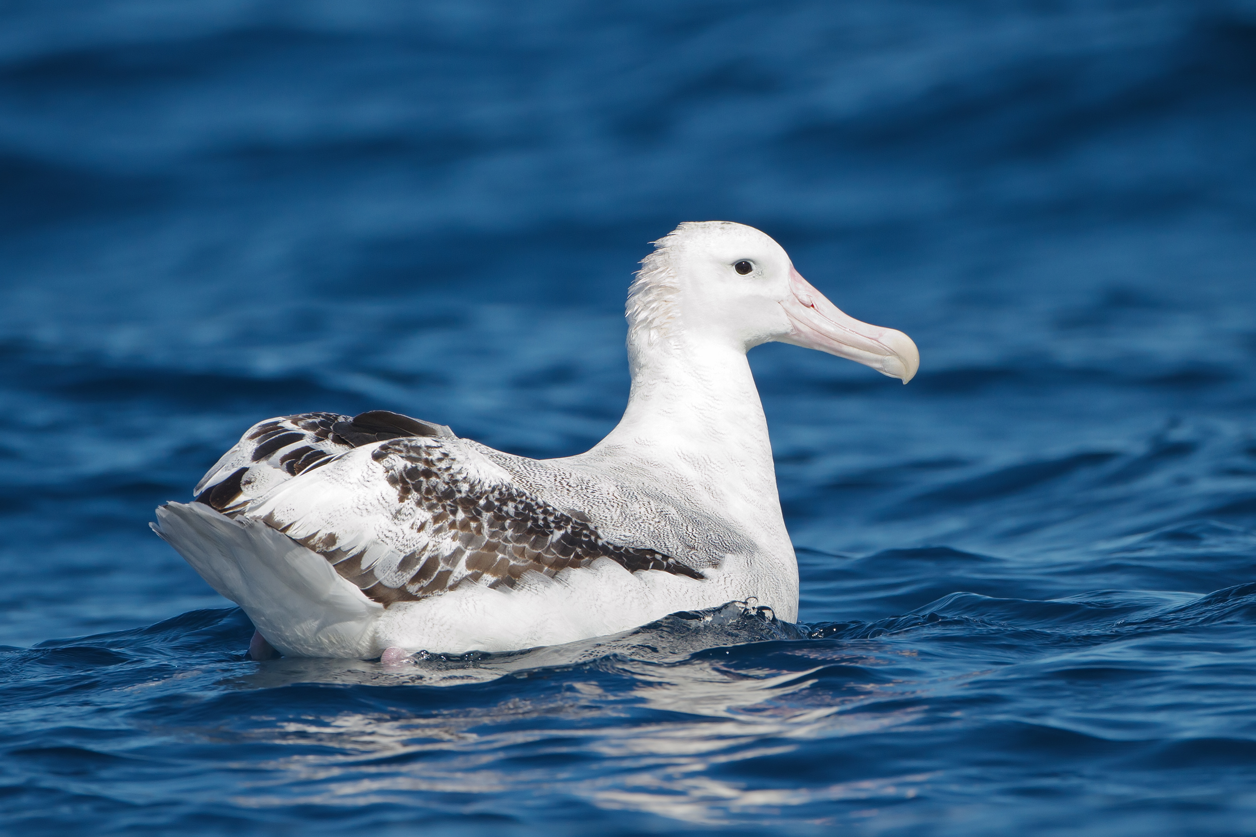 Wandering Albatross wallpaper