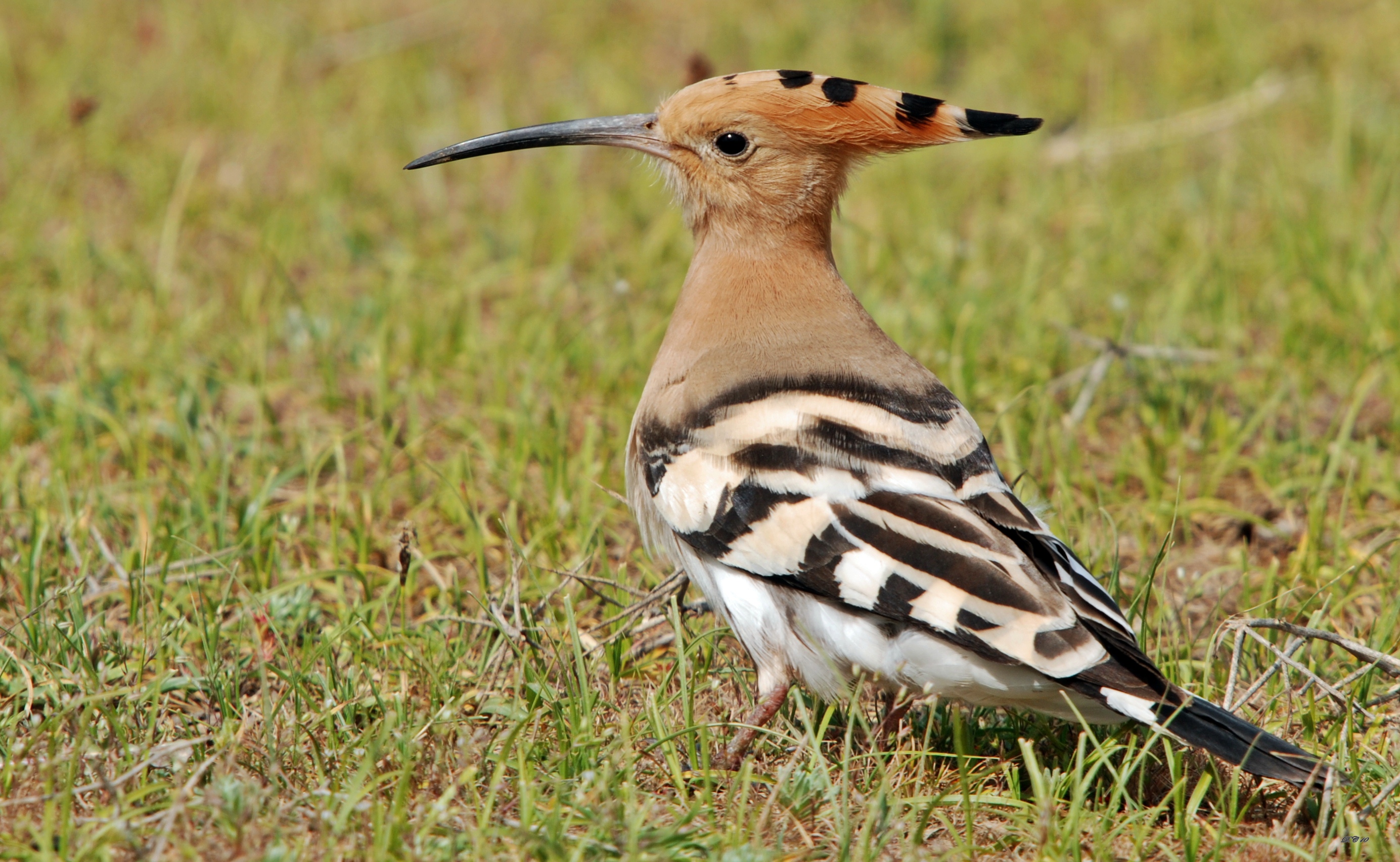 Eurasian Hoopoe wallpaper