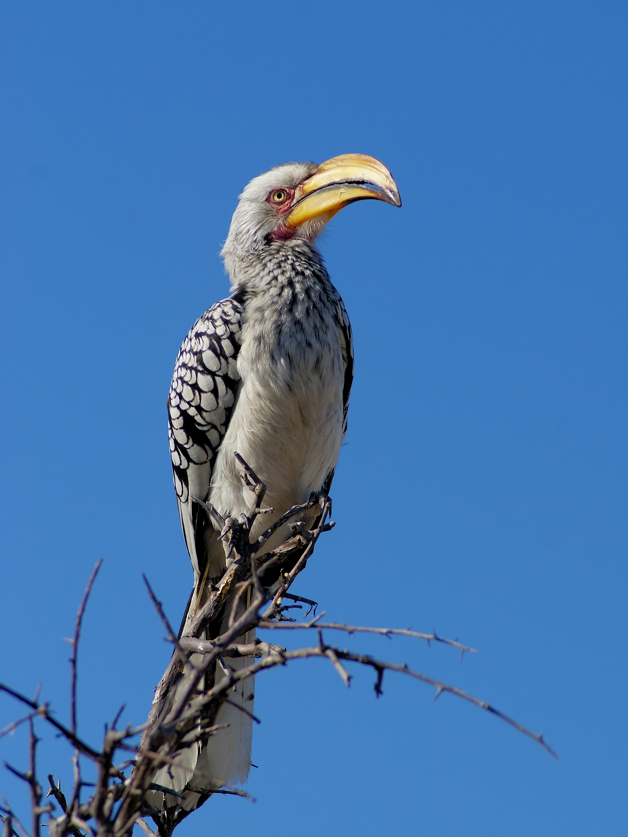 Southern Yellow-billed Hornbill wallpaper