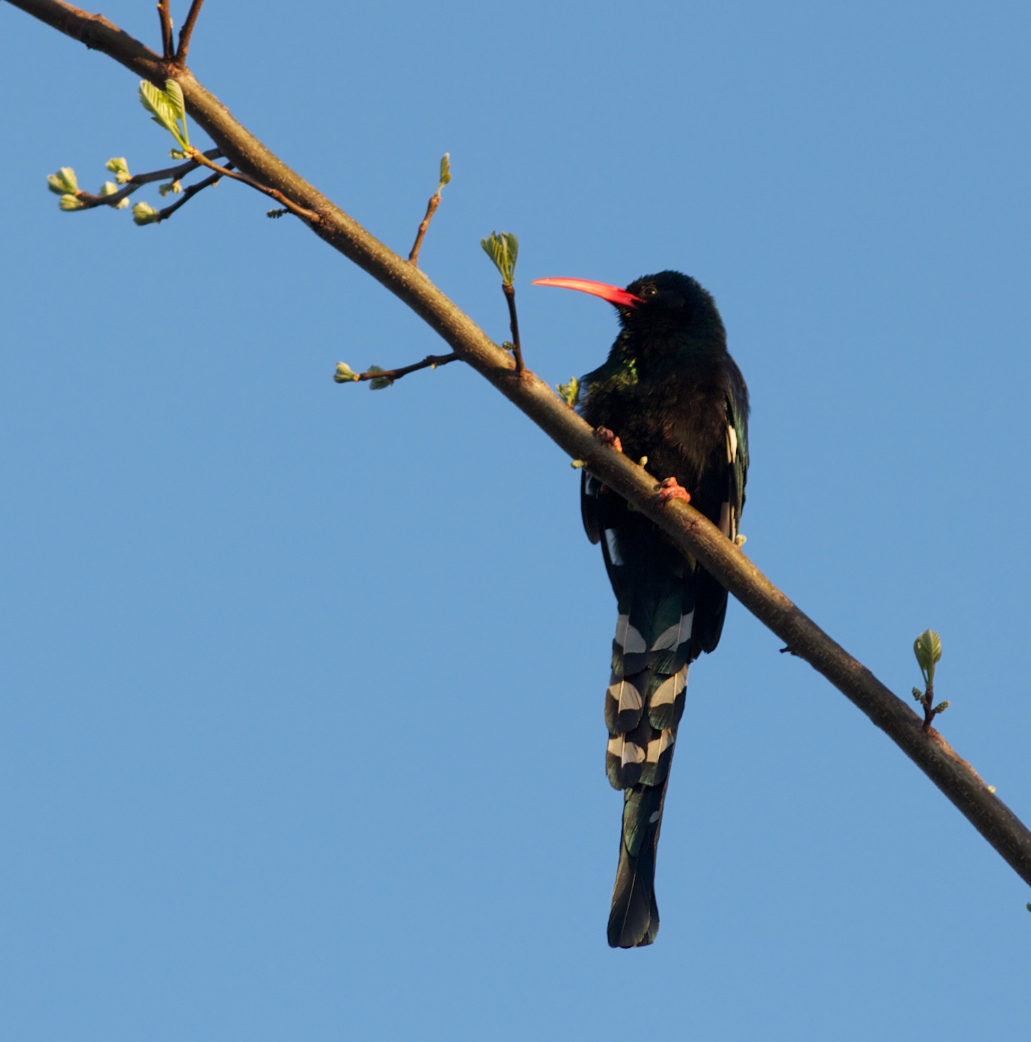 Green Wood Hoopoe wallpaper