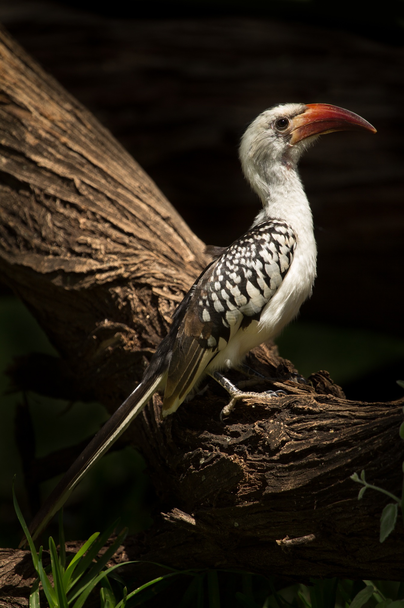 Red-billed Hornbill wallpaper