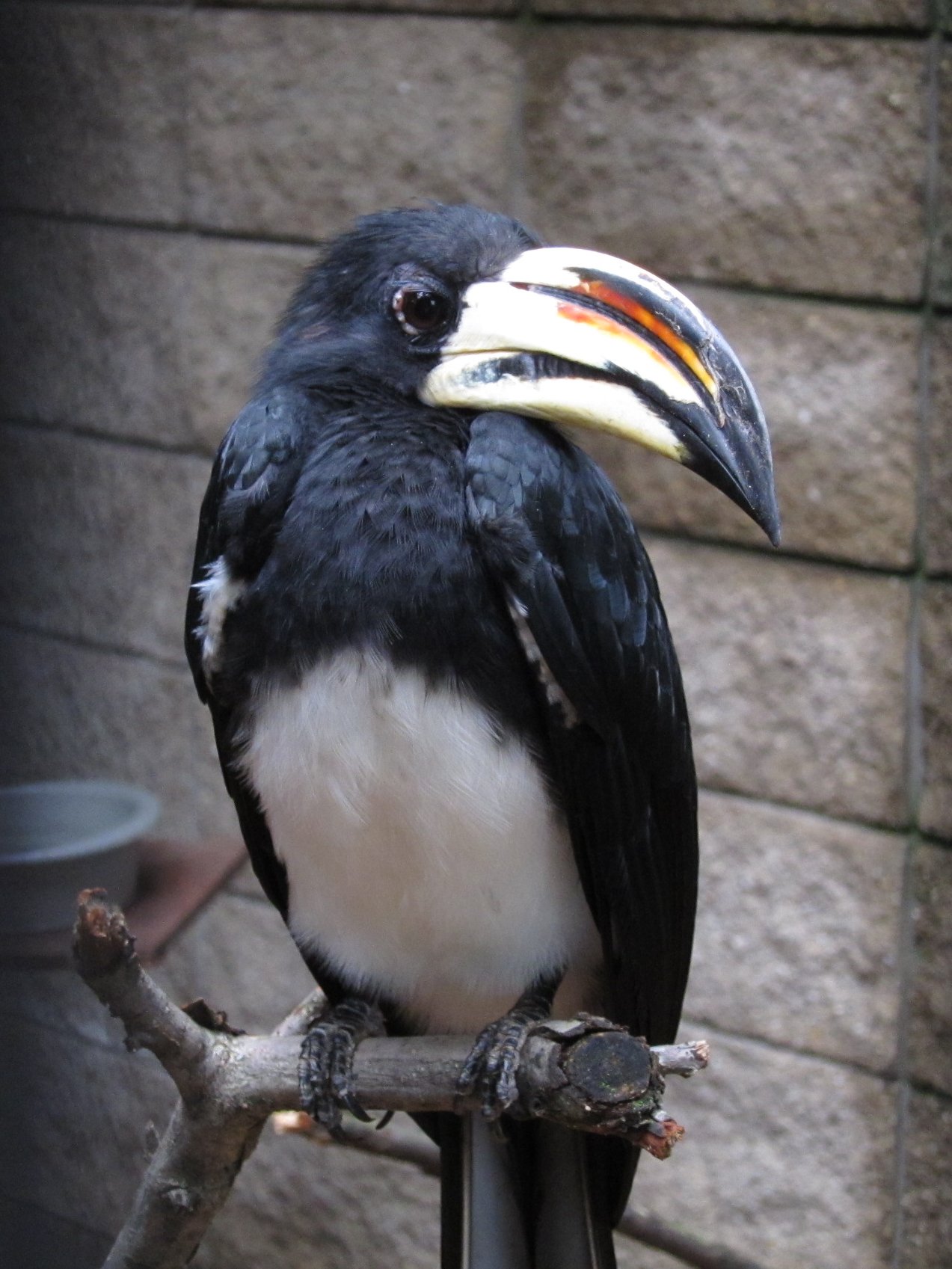 African Pied Hornbill wallpaper