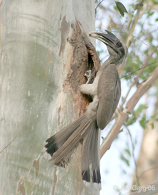 Indian Grey Hornbill wallpaper