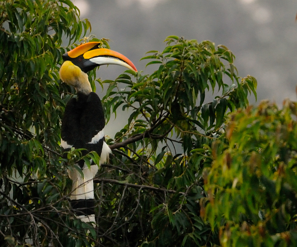 Great Hornbill wallpaper