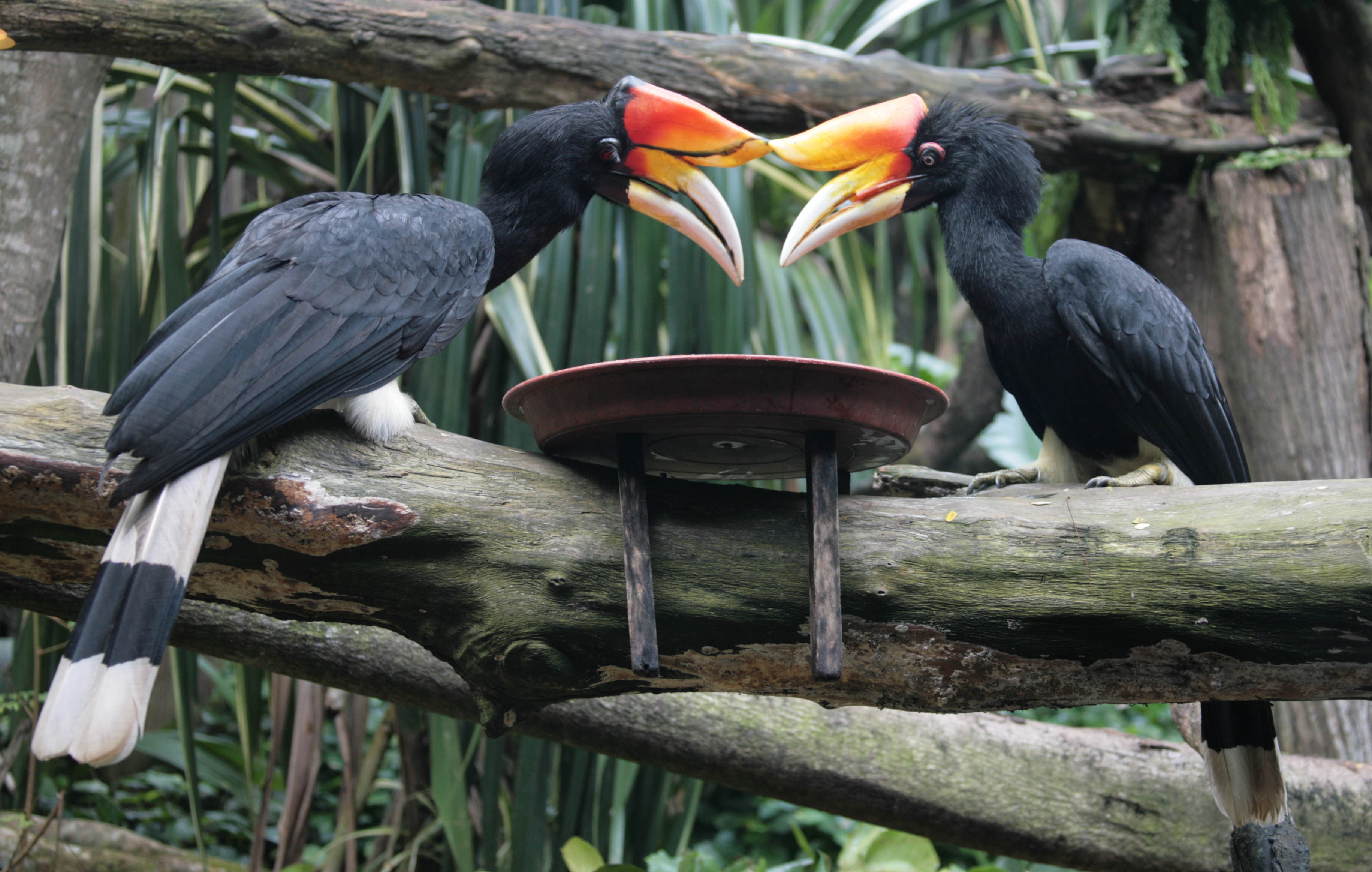 Rhinoceros Hornbill wallpaper