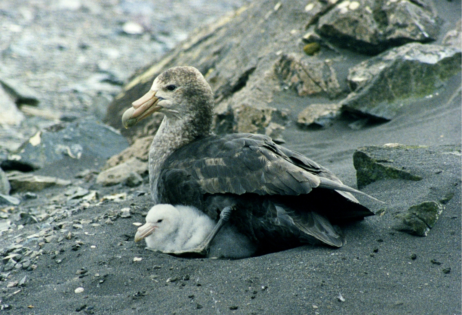 Southern Giant Petrel wallpaper