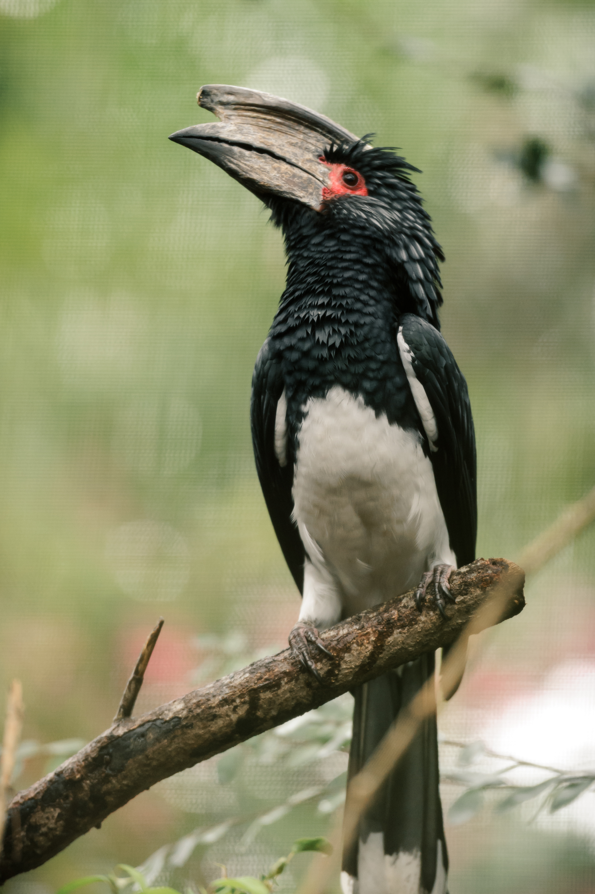 Trumpeter Hornbill wallpaper