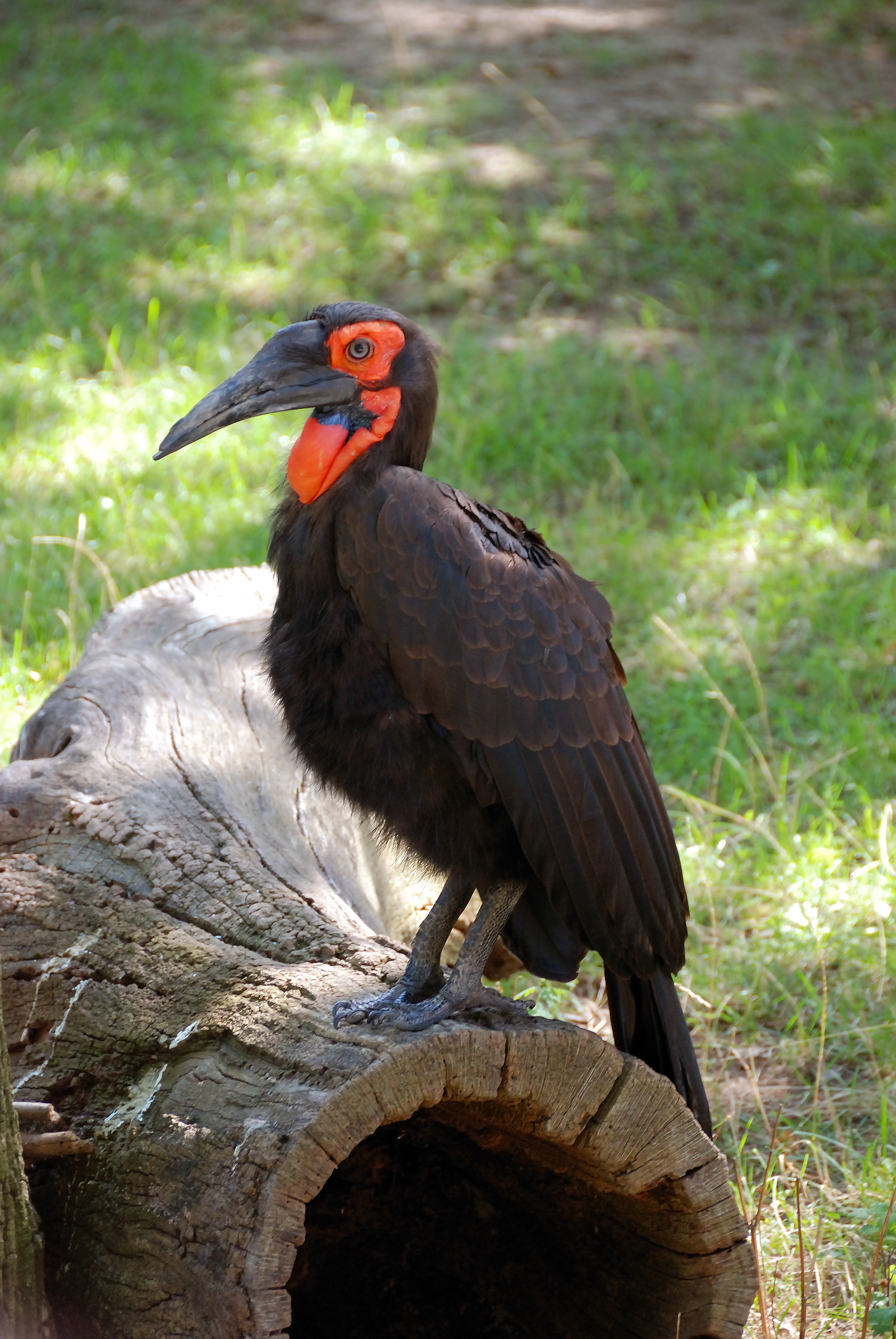 Southern Ground Hornbill wallpaper