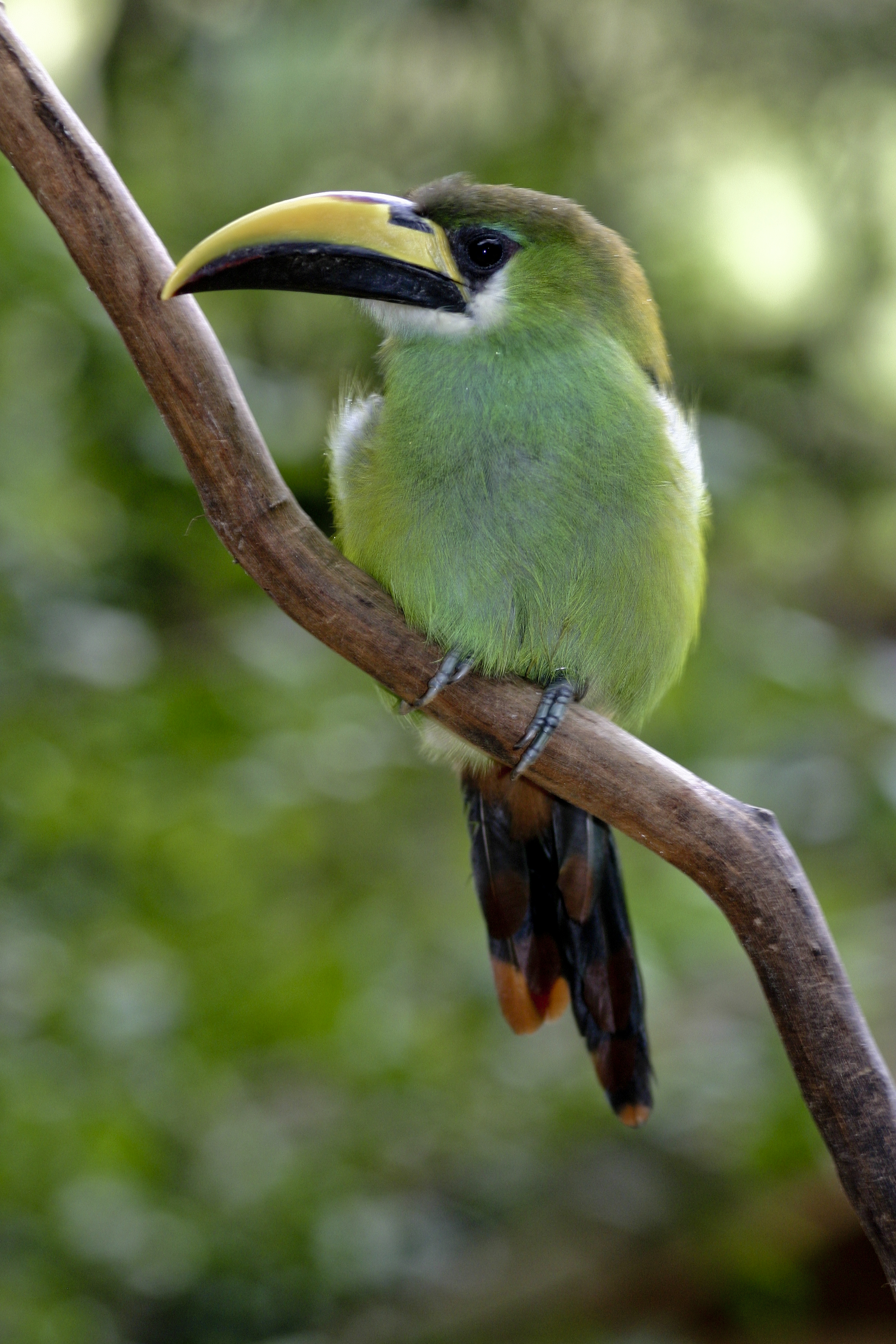 Emerald Toucanet wallpaper