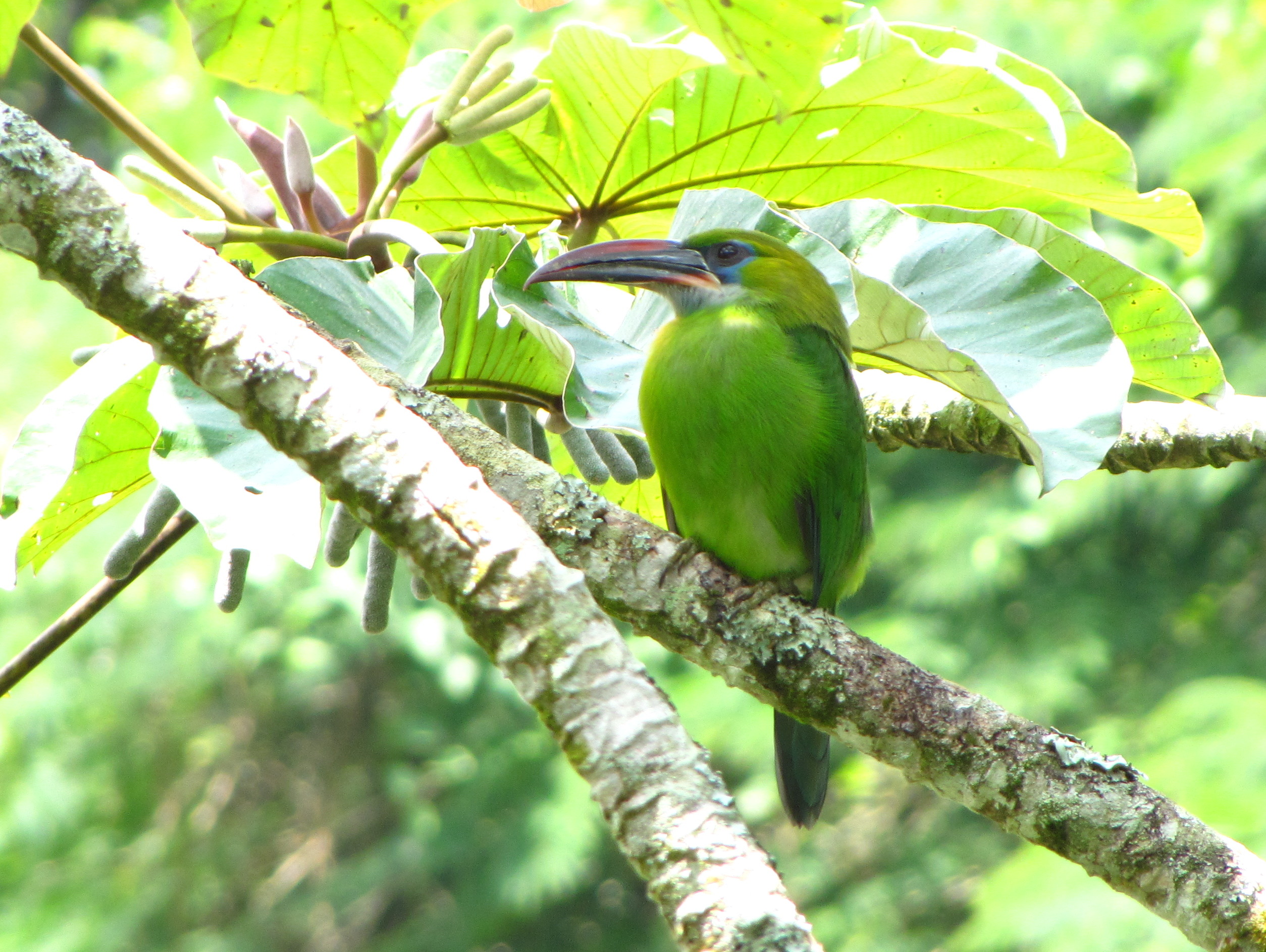 Groove-billed Toucanet wallpaper