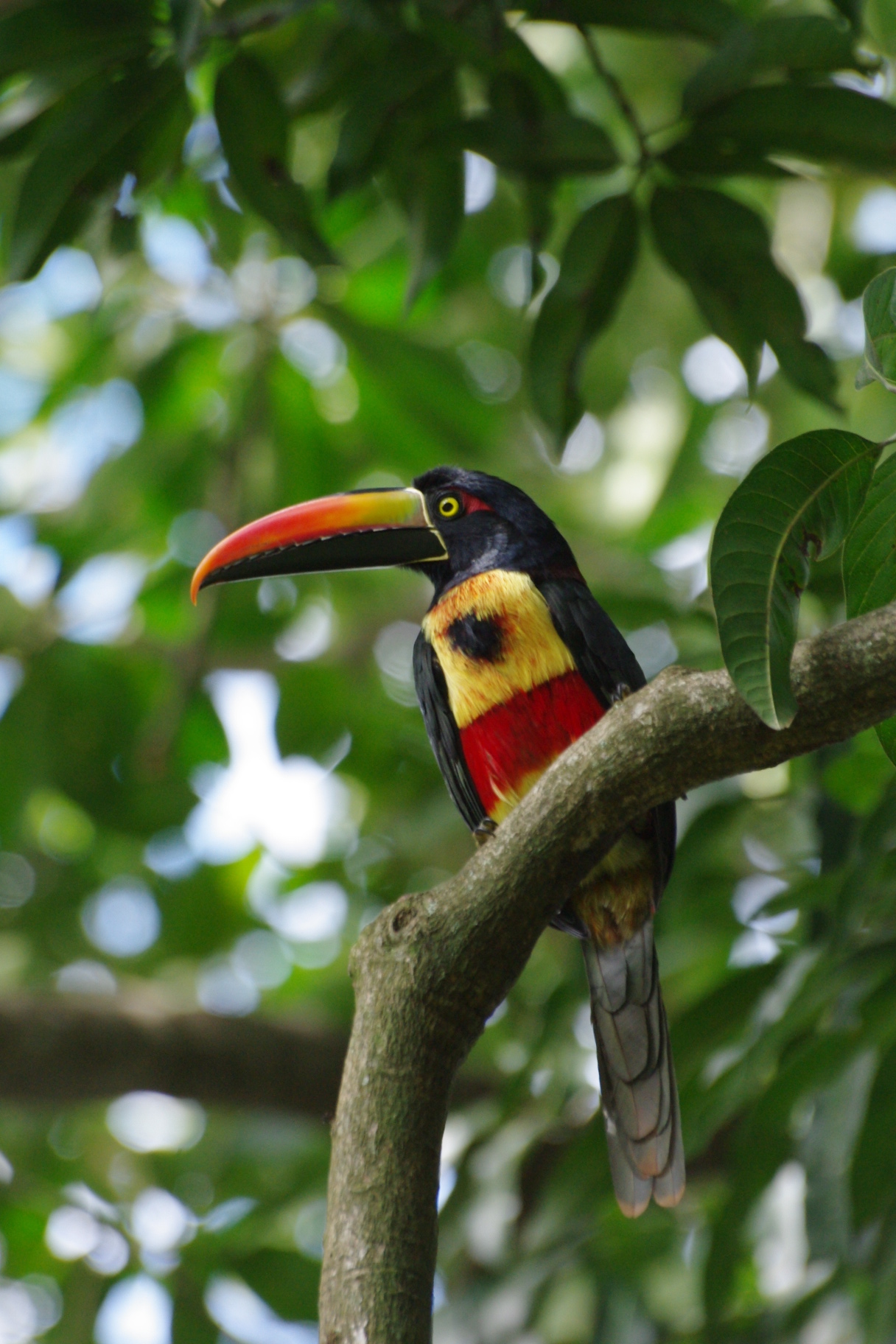 Fiery-billed Aracari wallpaper