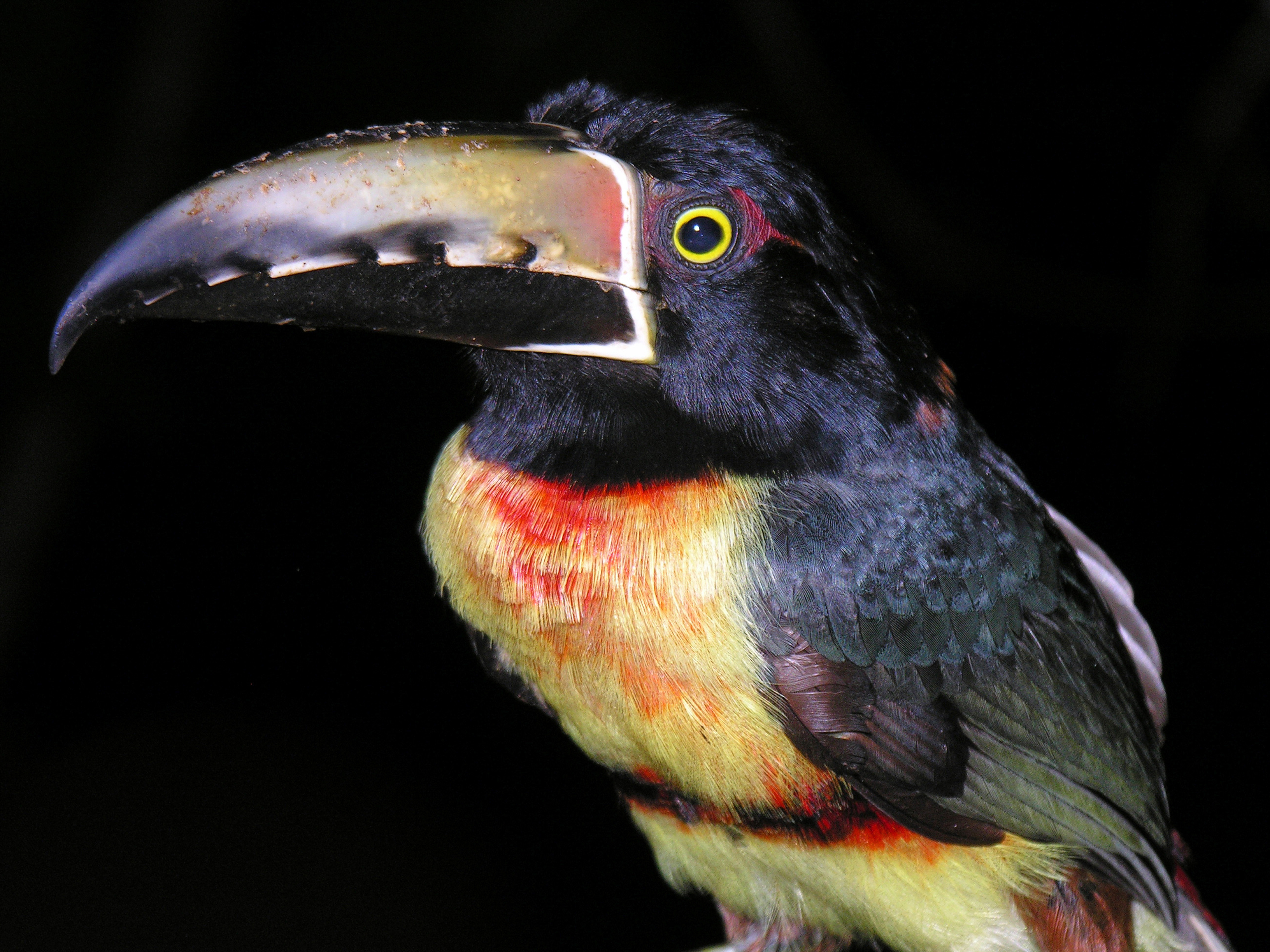 Collared Aracari wallpaper