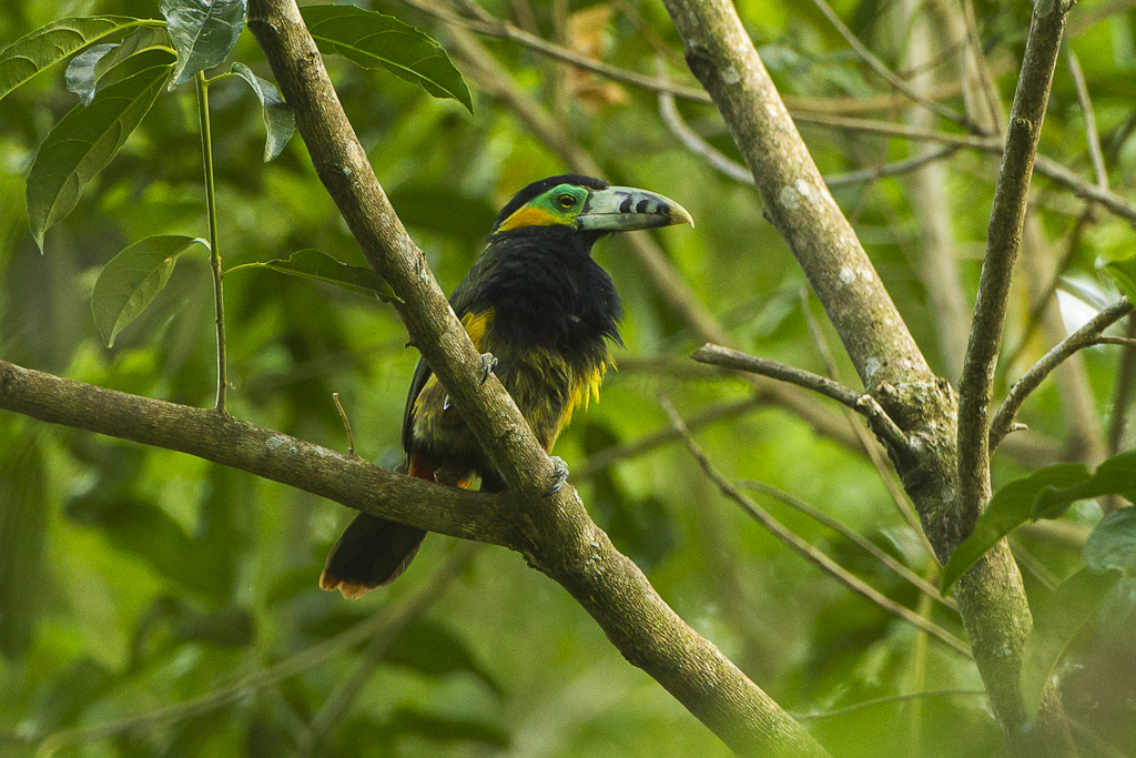 Spot-billed Toucanet wallpaper