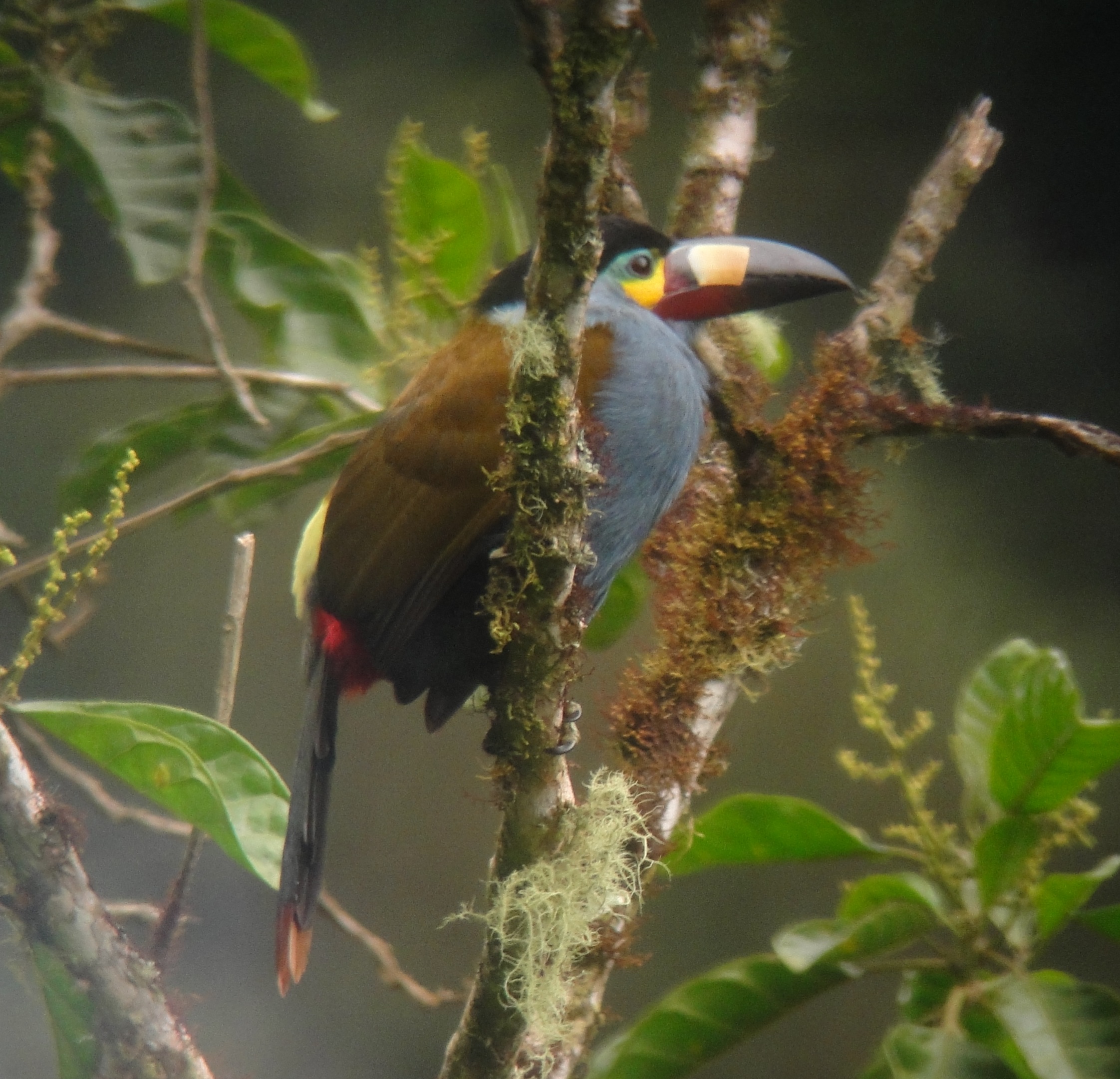 Plate-billed Mountain Toucan wallpaper