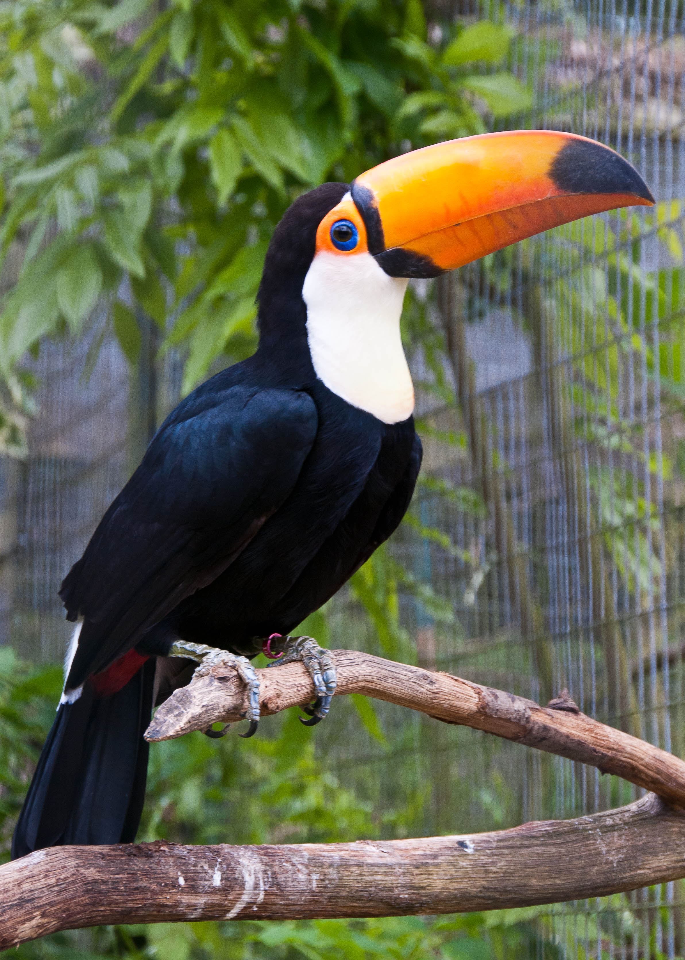 Toco Toucan wallpaper