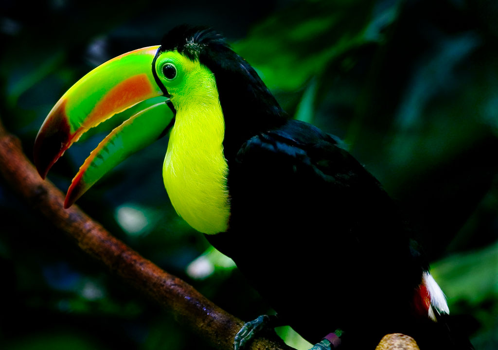 Keel-billed Toucan wallpaper