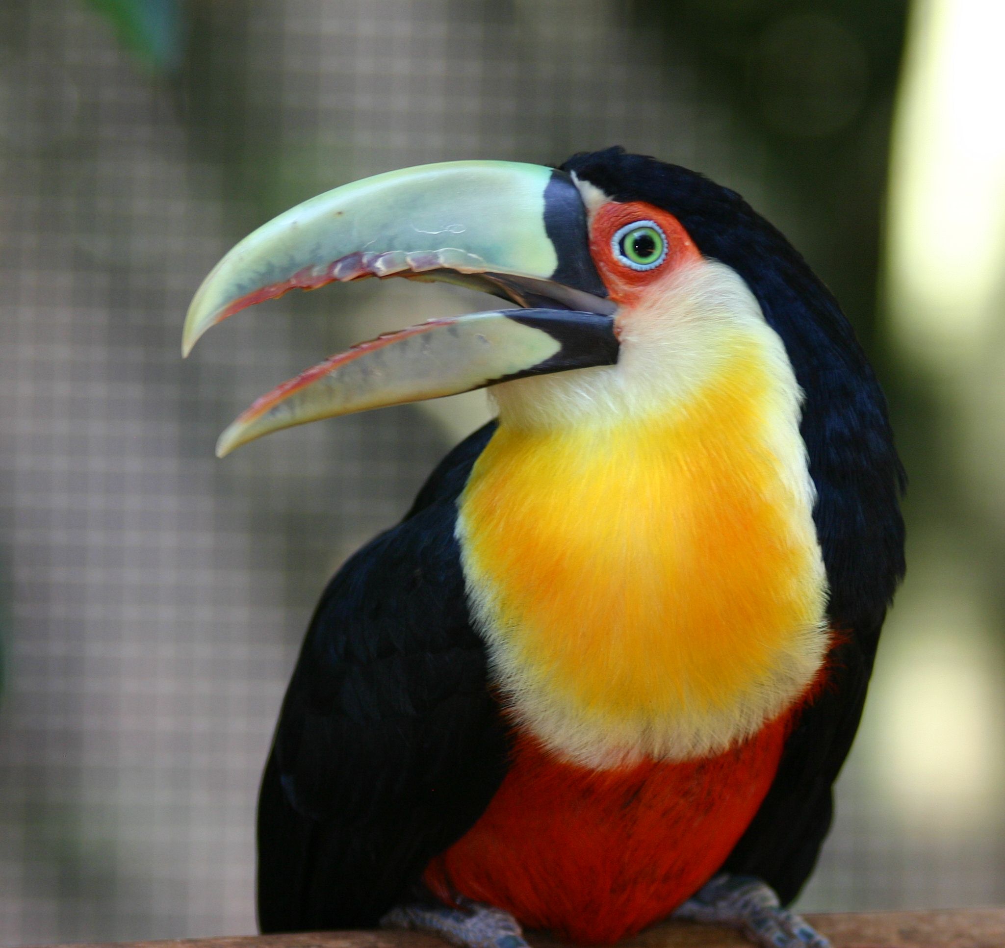Green-billed Toucan wallpaper