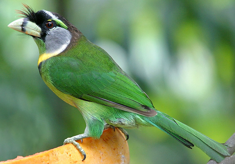 Fire-tufted Barbet wallpaper