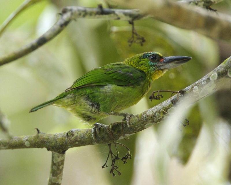 Red-throated Barbet wallpaper