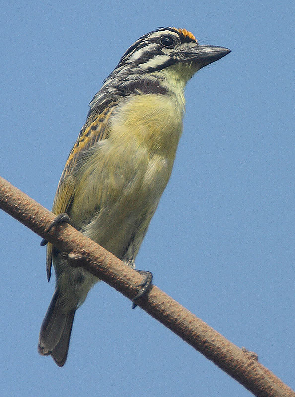 Yellow-fronted Tinkerbird wallpaper