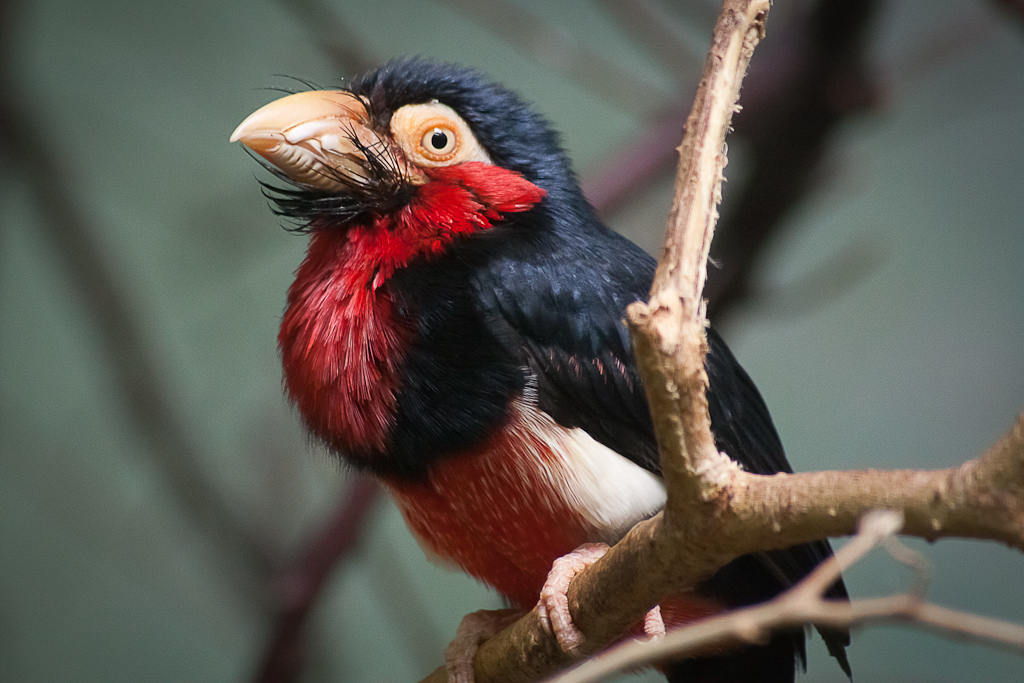 Bearded Barbet wallpaper