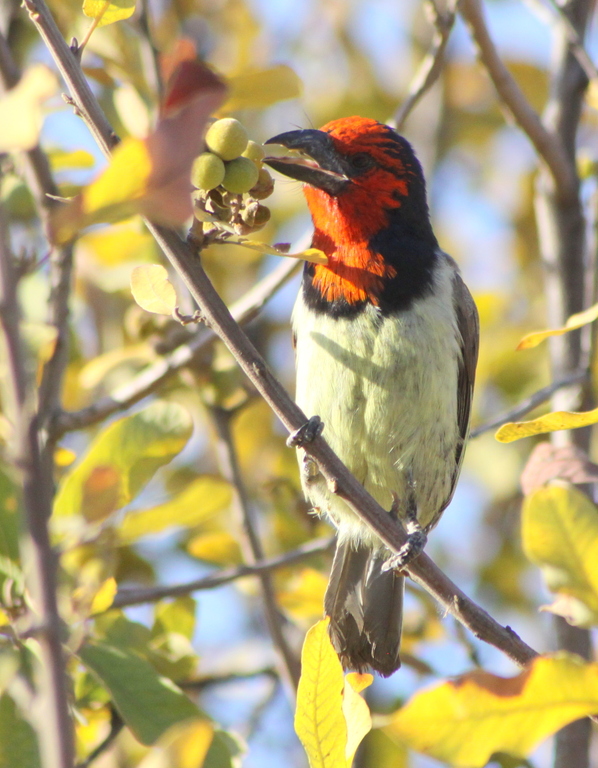 Black-collared Barbet wallpaper